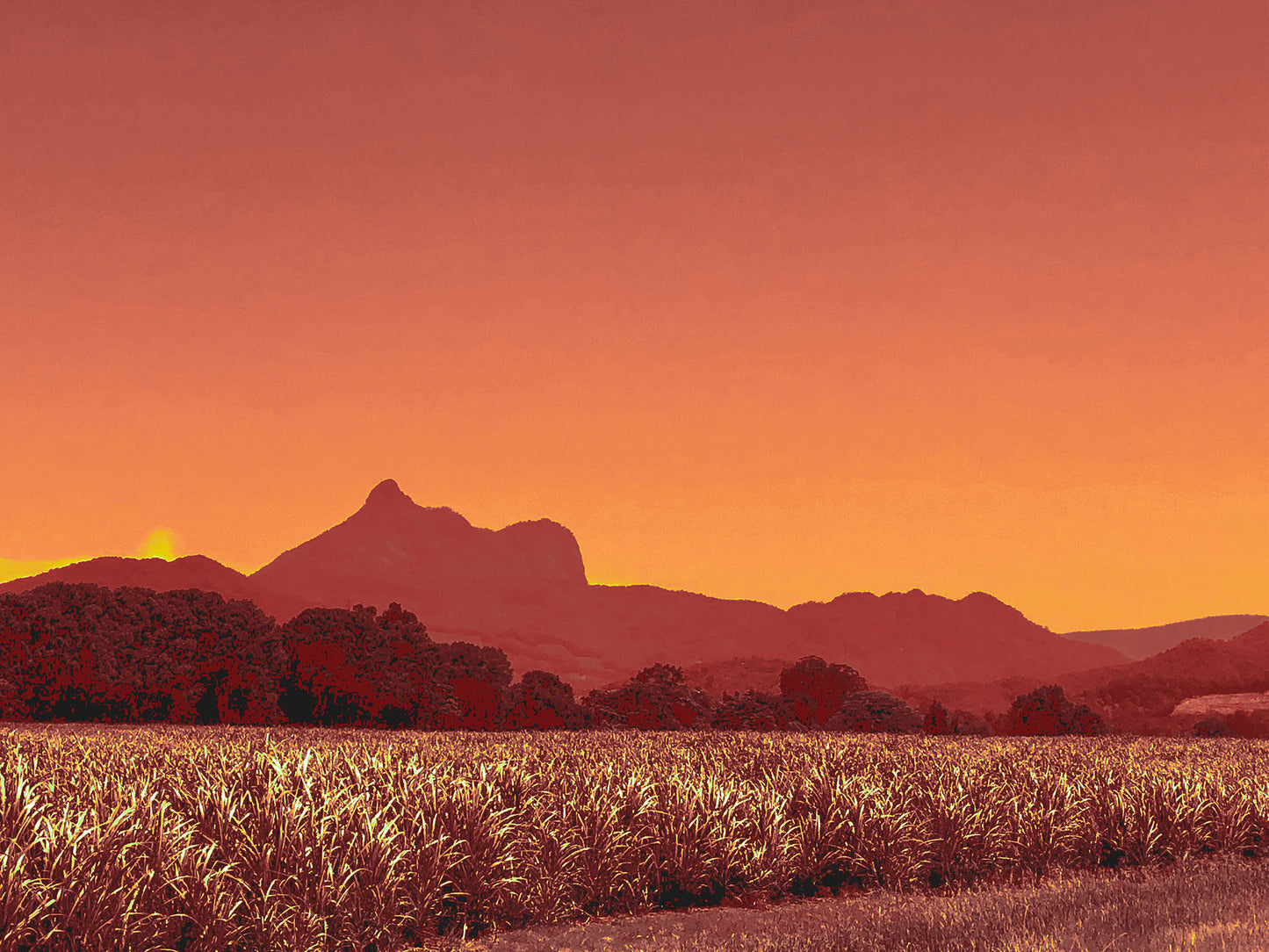 Vivid Country - Murwillumbah - The Daily Drive - Canefields - Wollumbin - 90x67.5cm Horizontal (#196484v1012a)