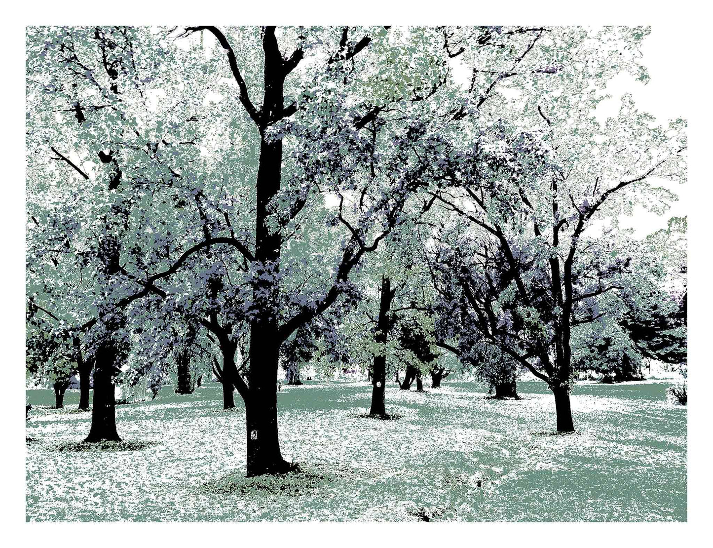Vivid Country - Armidale Leaves Trees Park - 2302v20 - 104x81.5cm, a grove of tall trees with outstretched branches in pastel tones of mint, lavender, and charcoal, evoking a dreamlike woodland scene.
