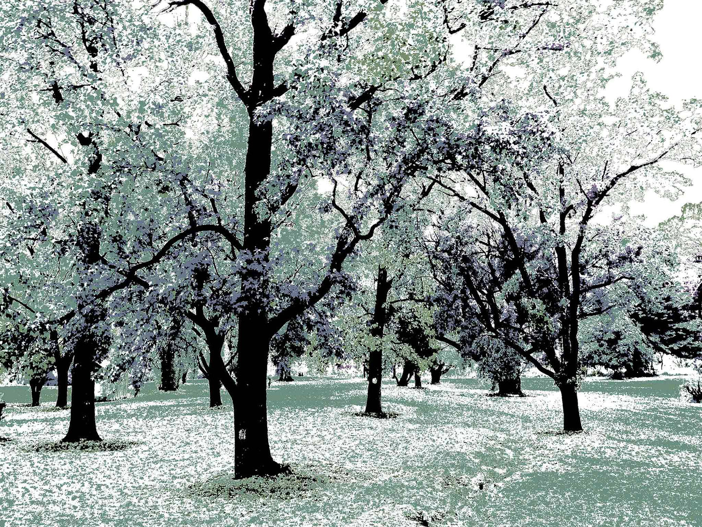 Vivid Country - Armidale Leaves Trees Park - 2302v20 - 90x67.5cm, a grove of tall trees with outstretched branches in pastel tones of mint, lavender, and charcoal, evoking a dreamlike woodland scene.