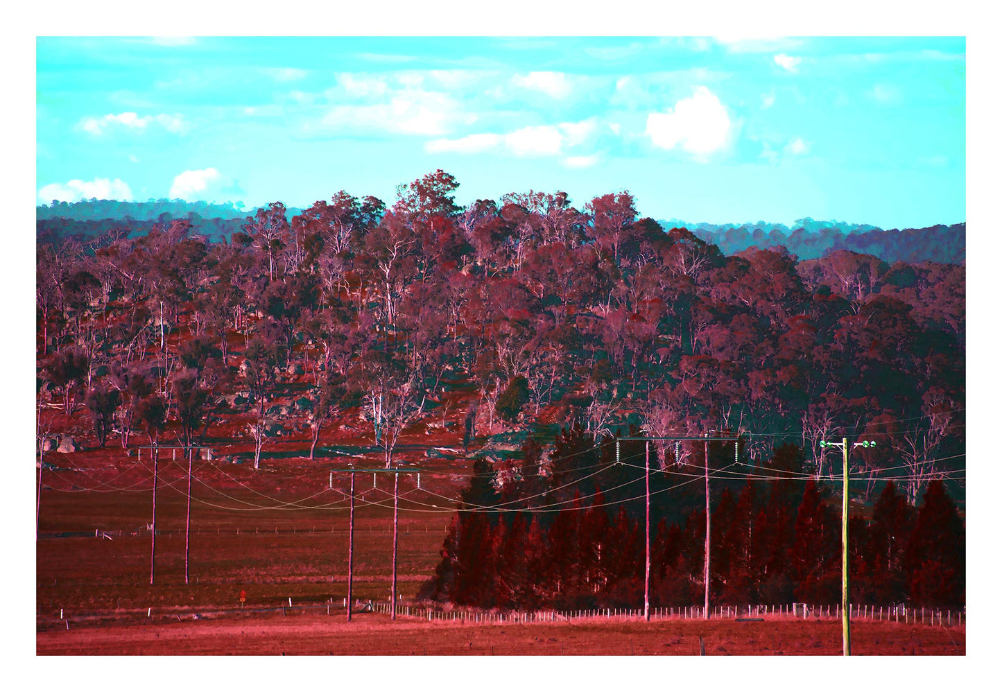 Vivid Country - Armidale Puddledock Rd - 0823v7 - 104x74cm, Rows of powerlines stretch across a crimson-toned country paddock with dense native bushland rising in the background under a bright blue sky.
