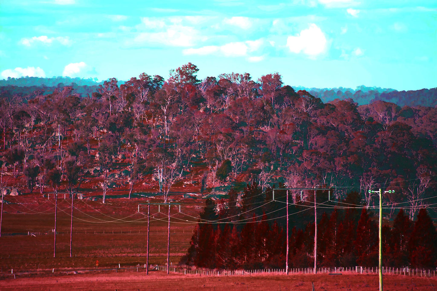 Vivid Country - Armidale Puddledock Rd - 0823v7 - 90x60cm, Rows of powerlines stretch across a crimson-toned country paddock with dense native bushland rising in the background under a bright blue sky.