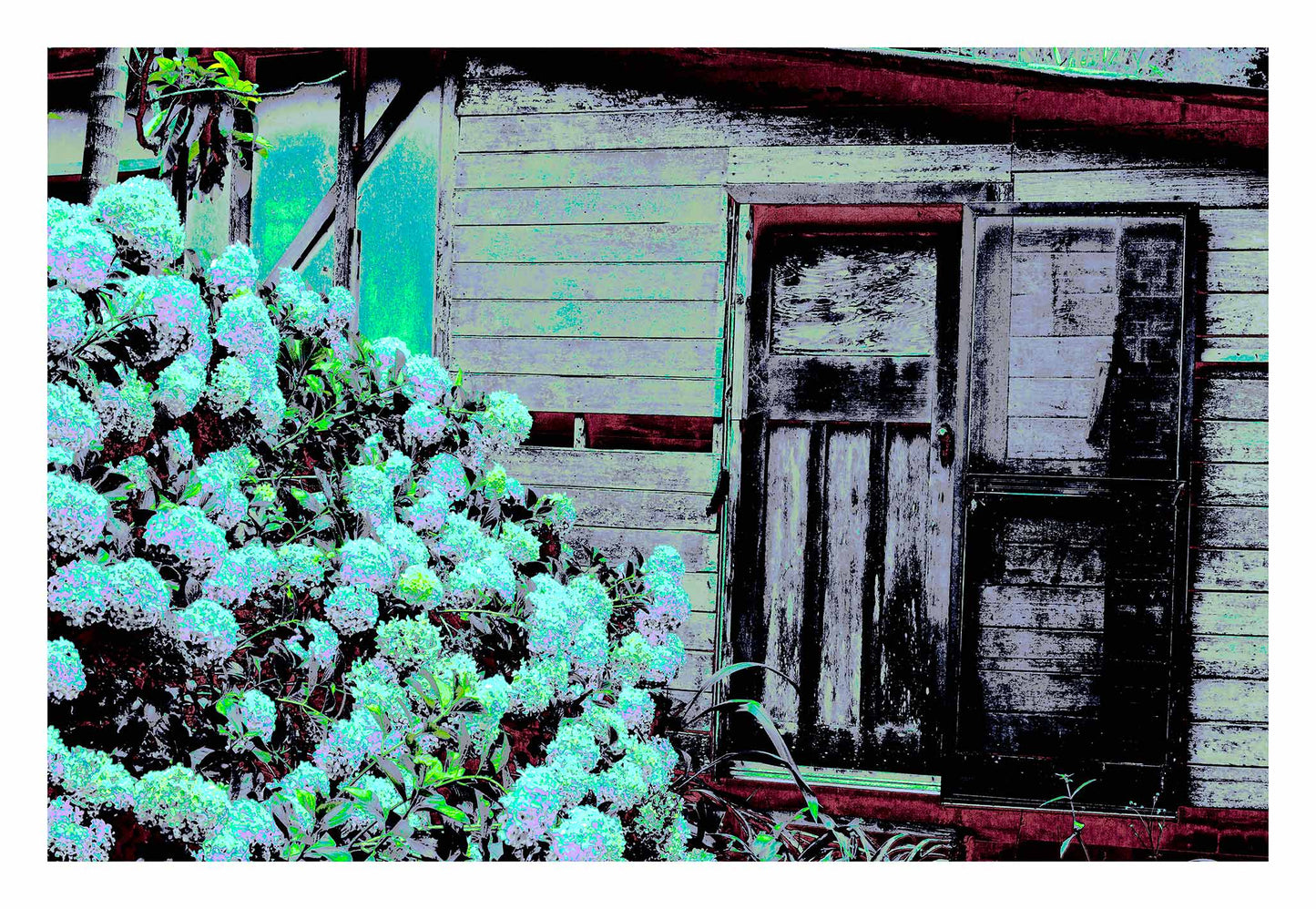 Vivid Country - Bucca Swans Rd Cottage - 6900080v28 - 104x74cm, a rustic timber cottage with peeling paint sits beside a flourishing hydrangea bush in soft blues and greens, transformed into a vibrant and nostalgic pop art scene.