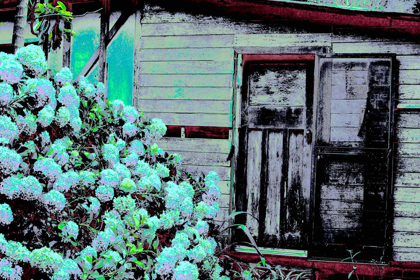 Vivid Country - Bucca Swans Rd Cottage - 6900080v28 - 90x60cm, a rustic timber cottage with peeling paint sits beside a flourishing hydrangea bush in soft blues and greens, transformed into a vibrant and nostalgic pop art scene.