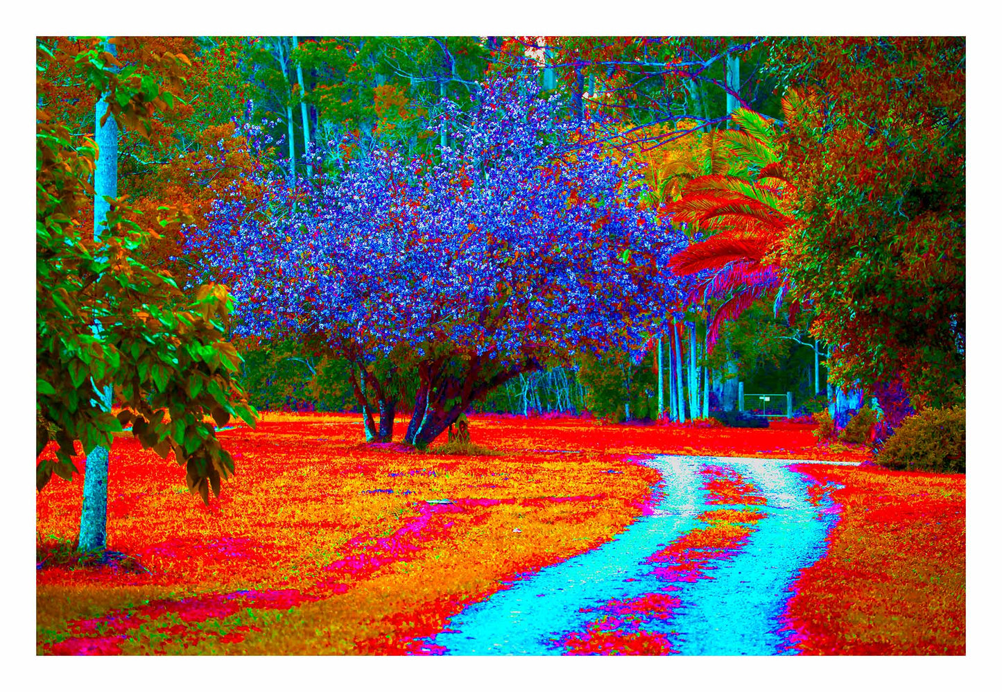 Vivid Country - Bucca Swans Rd Driveway - 8226v5 - 104x74cm, a brightly coloured country driveway winds past a blooming Pink Crepe Myrtle, vivid tropical trees, and richly toned foliage in radiant blues, reds, and oranges.