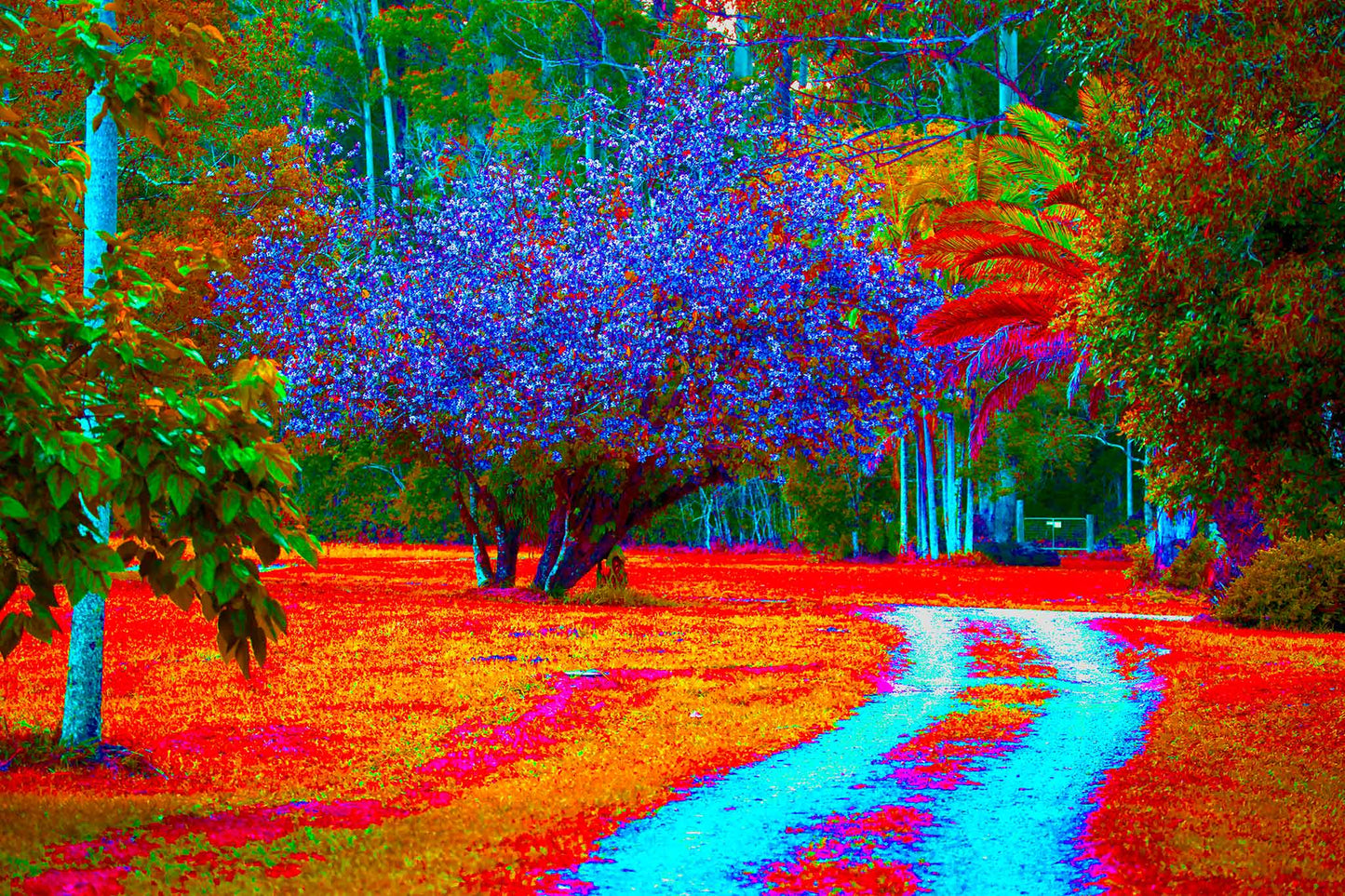 Vivid Country - Bucca Swans Rd Driveway - 8226v5 - 90x60cm, a brightly coloured country driveway winds past a blooming Pink Crepe Myrtle, vivid tropical trees, and richly toned foliage in radiant blues, reds, and oranges.