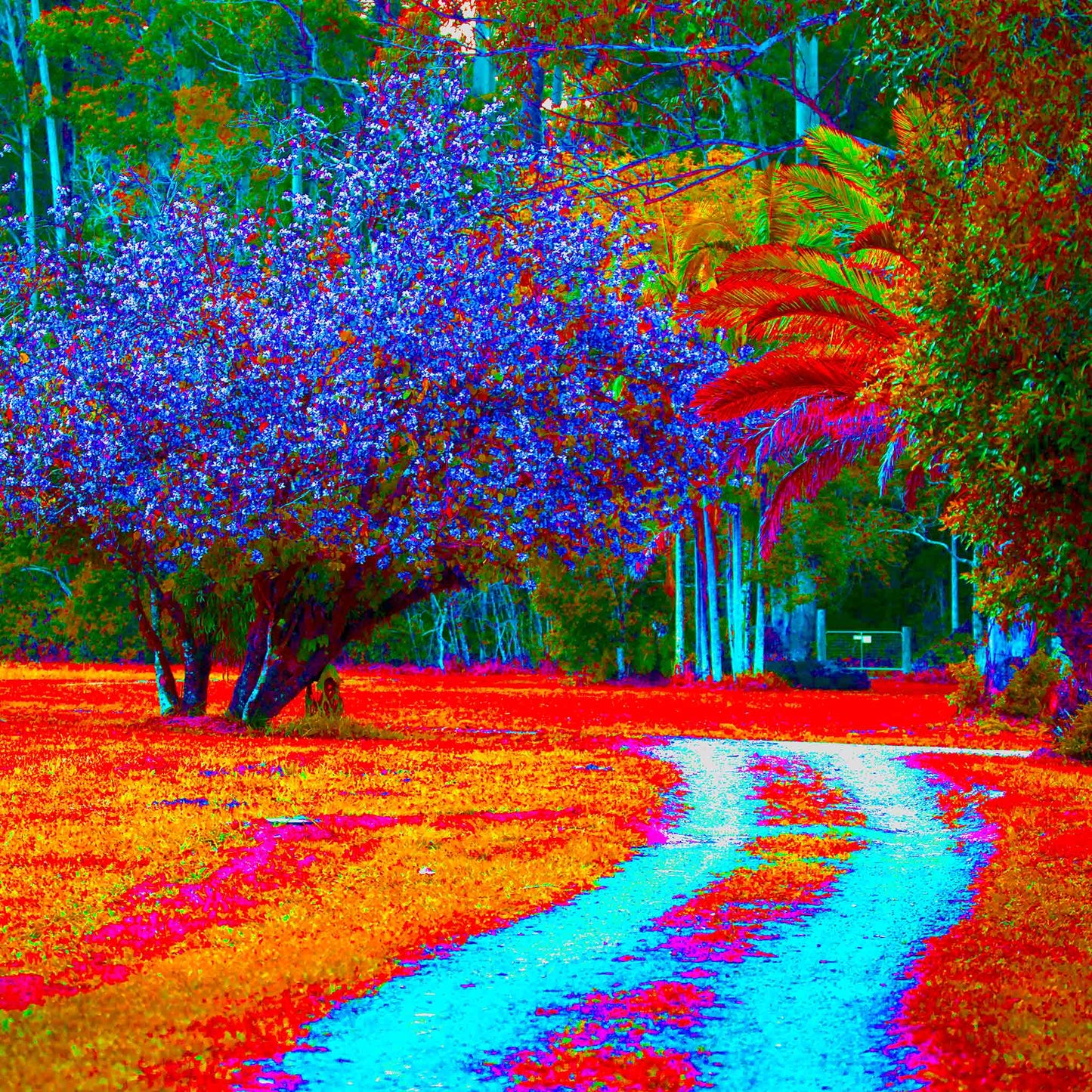 Vivid Country - Bucca Swans Rd Driveway - 8226v5 - Close Detail View, a brightly coloured country driveway winds past a blooming Pink Crepe Myrtle, vivid tropical trees, and richly toned foliage in radiant blues, reds, and oranges.