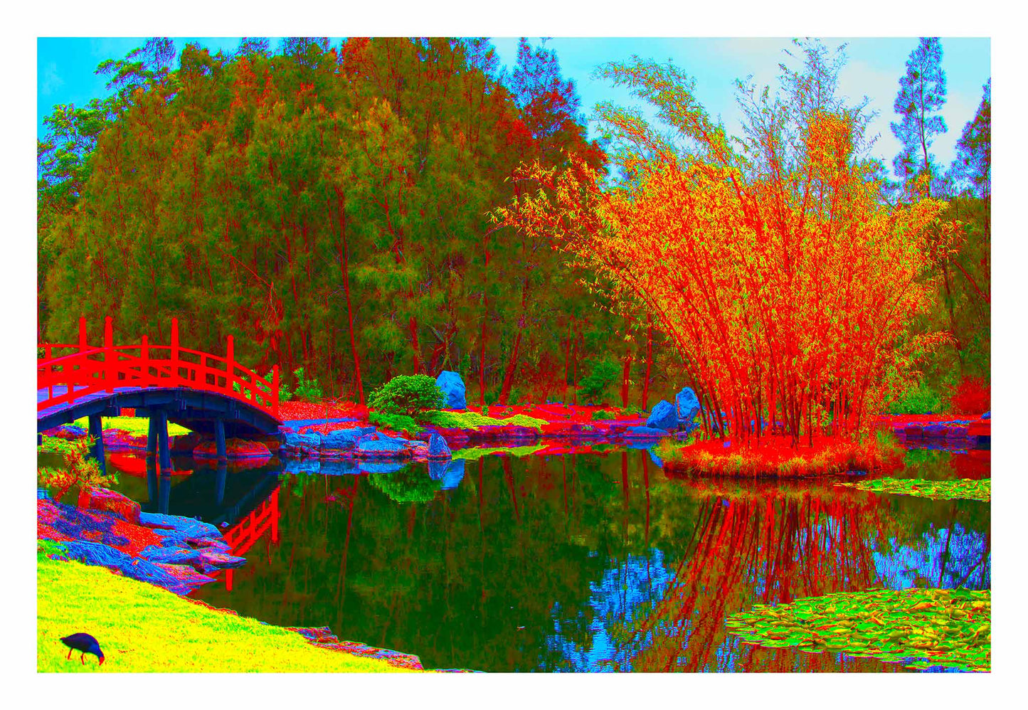 Vivid Country - Coffs Harbour Japanese Gardens - 7767v13 - 104x74cm, a vivid pop-style artwork featuring a red bridge, golden bamboo, and still water in a stylised Japanese garden setting, with bright reflections and bold contrasting colour.