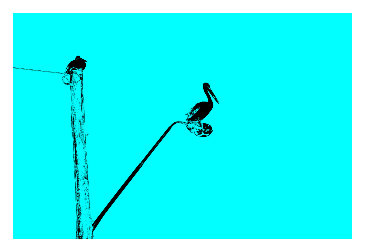 Vivid Country - Coffs Harbour Pelican Lamp Post - 6157v34b - 104x74cm, a stylised turquoise sky sets the scene for a black silhouetted pelican perched on a streetlamp, with a second bird on a nearby pole, minimalist coastal urban wildlife in pop-art form.