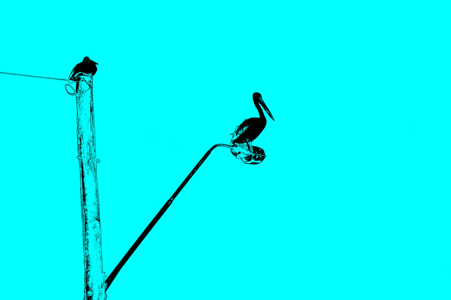 Vivid Country - Coffs Harbour Pelican Lamp Post - 6157v34b - 90x60cm, a stylised turquoise sky sets the scene for a black silhouetted pelican perched on a streetlamp, with a second bird on a nearby pole, minimalist coastal urban wildlife in pop-art form.