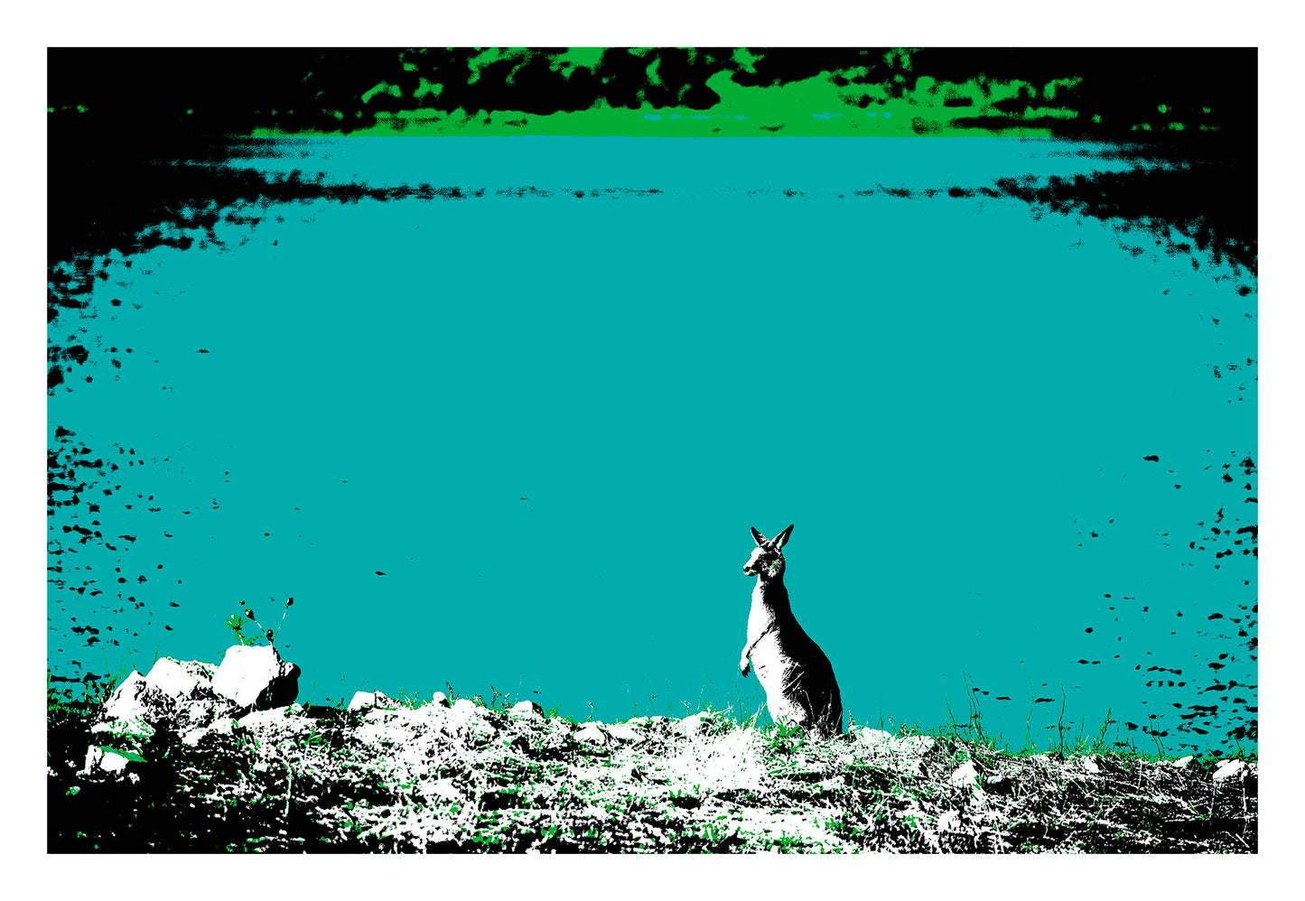 Vivid Country - Copeton Dam Kangaroo - 5130v13a - 104x74cm, a solitary kangaroo stands alert at the edge of a vividly turquoise dam, its silhouette bathed in high-contrast Pop Art tones, reflecting the wild essence of inland Australia.
