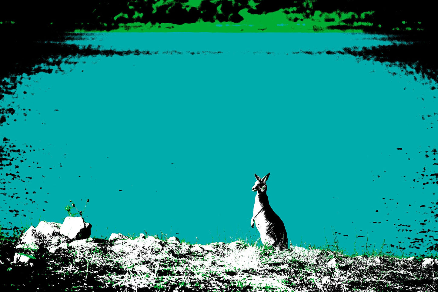 Vivid Country - Copeton Dam Kangaroo - 5130v13a - 90x60cm, a solitary kangaroo stands alert at the edge of a vividly turquoise dam, its silhouette bathed in high-contrast Pop Art tones, reflecting the wild essence of inland Australia.