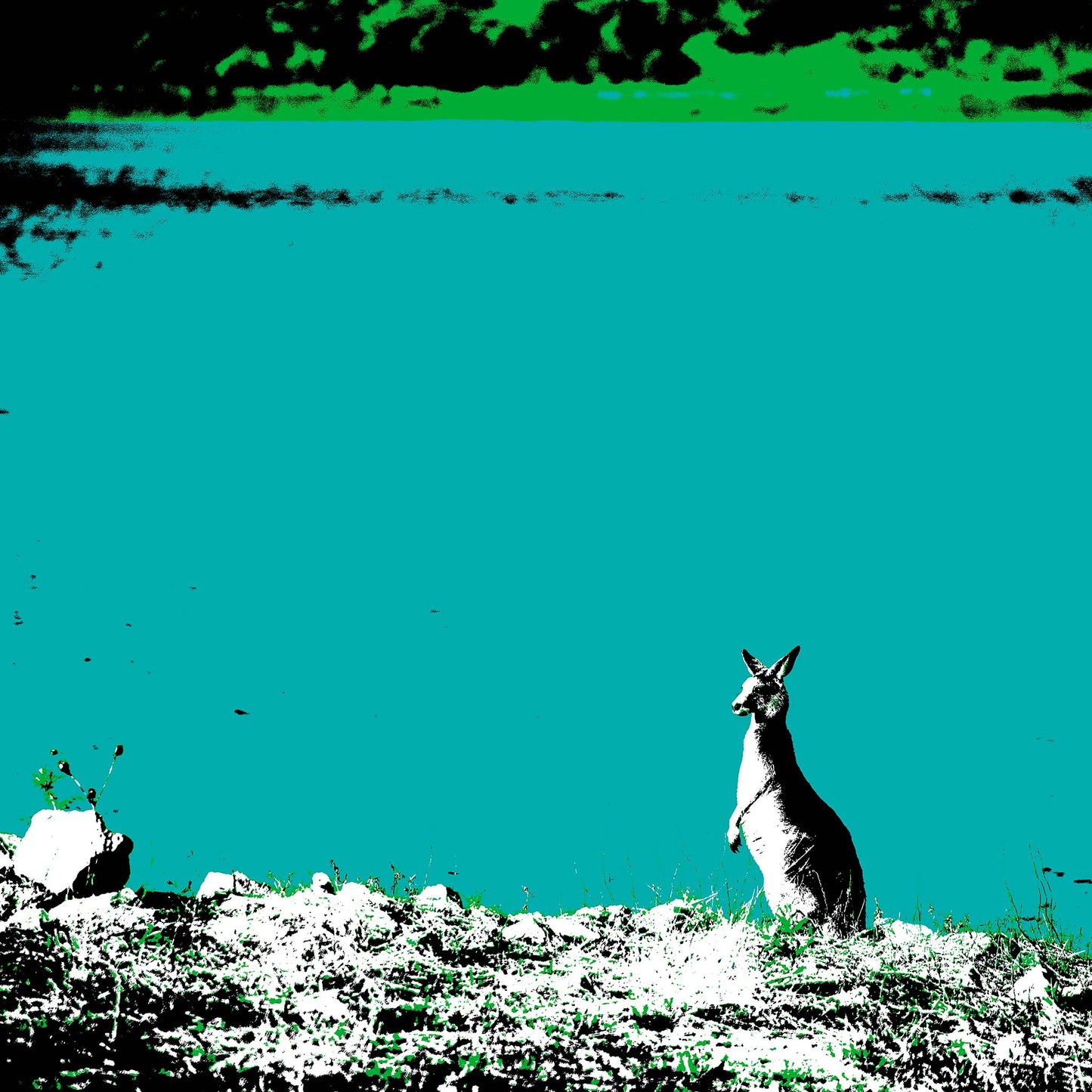 Vivid Country - Copeton Dam Kangaroo - 5130v13a - Close Detail View, a solitary kangaroo stands alert at the edge of a vividly turquoise dam, its silhouette bathed in high-contrast Pop Art tones, reflecting the wild essence of inland Australia.