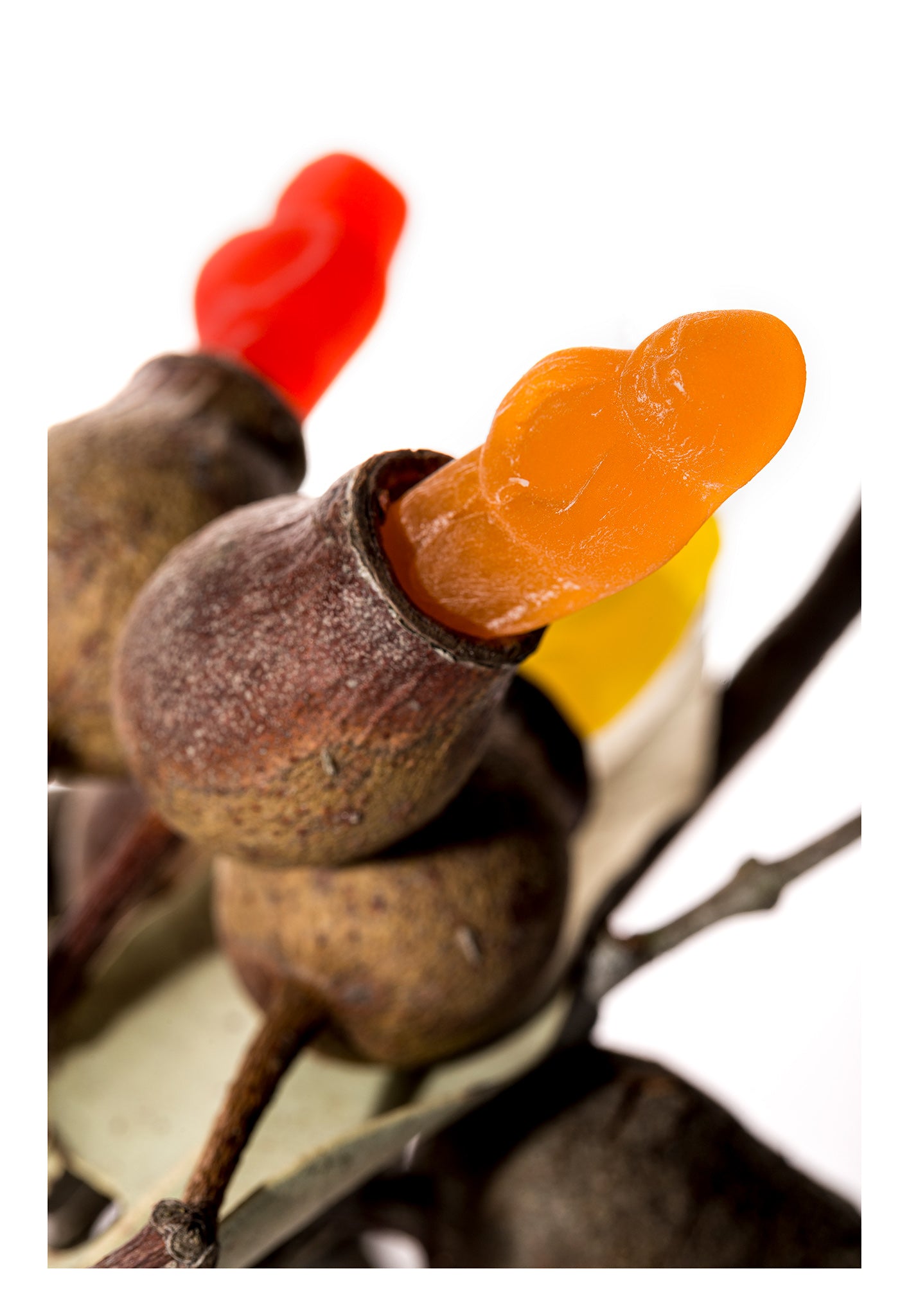 Gumnut Babies 10101 - 74x104cm, colourful jelly baby figures nestled into real Australian gumnuts, photographed in close-up with playful contrast between organic texture and candy gloss, fine art print by Raymond Mather, ART1.