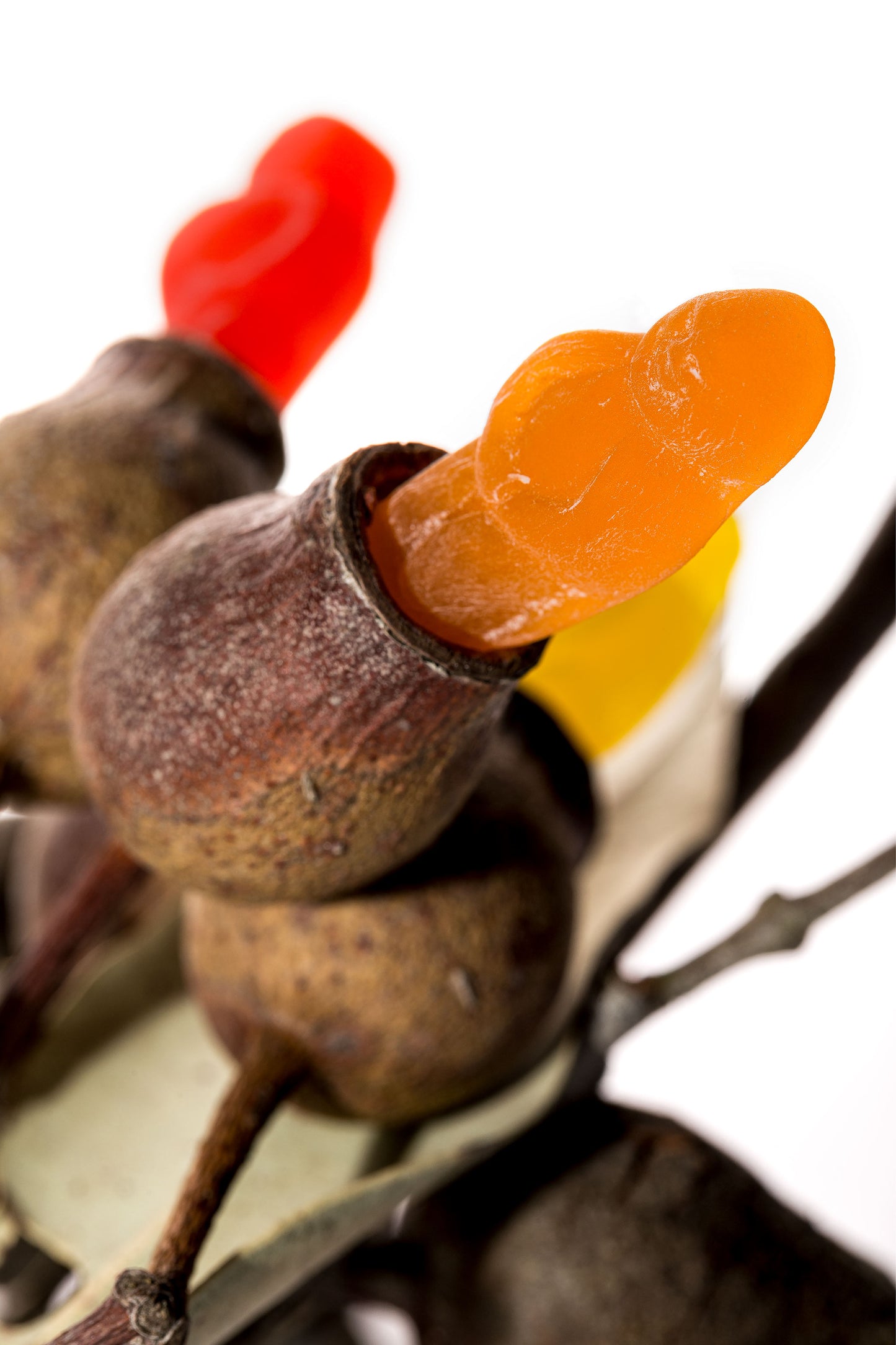 Gumnut Babies 10101 - 60x90cm, colourful jelly baby figures nestled into real Australian gumnuts, photographed in close-up with playful contrast between organic texture and candy gloss, fine art print by Raymond Mather, ART1.