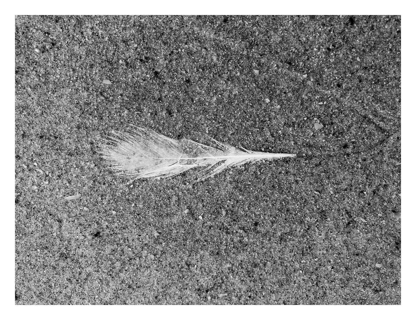 Monochrome Mix - Beach - Feather - 184019 - 104x81.5cm, A single white feather lying on textured sand, captured in black and white with sharp detail and high contrast. Limited edition fine art print.