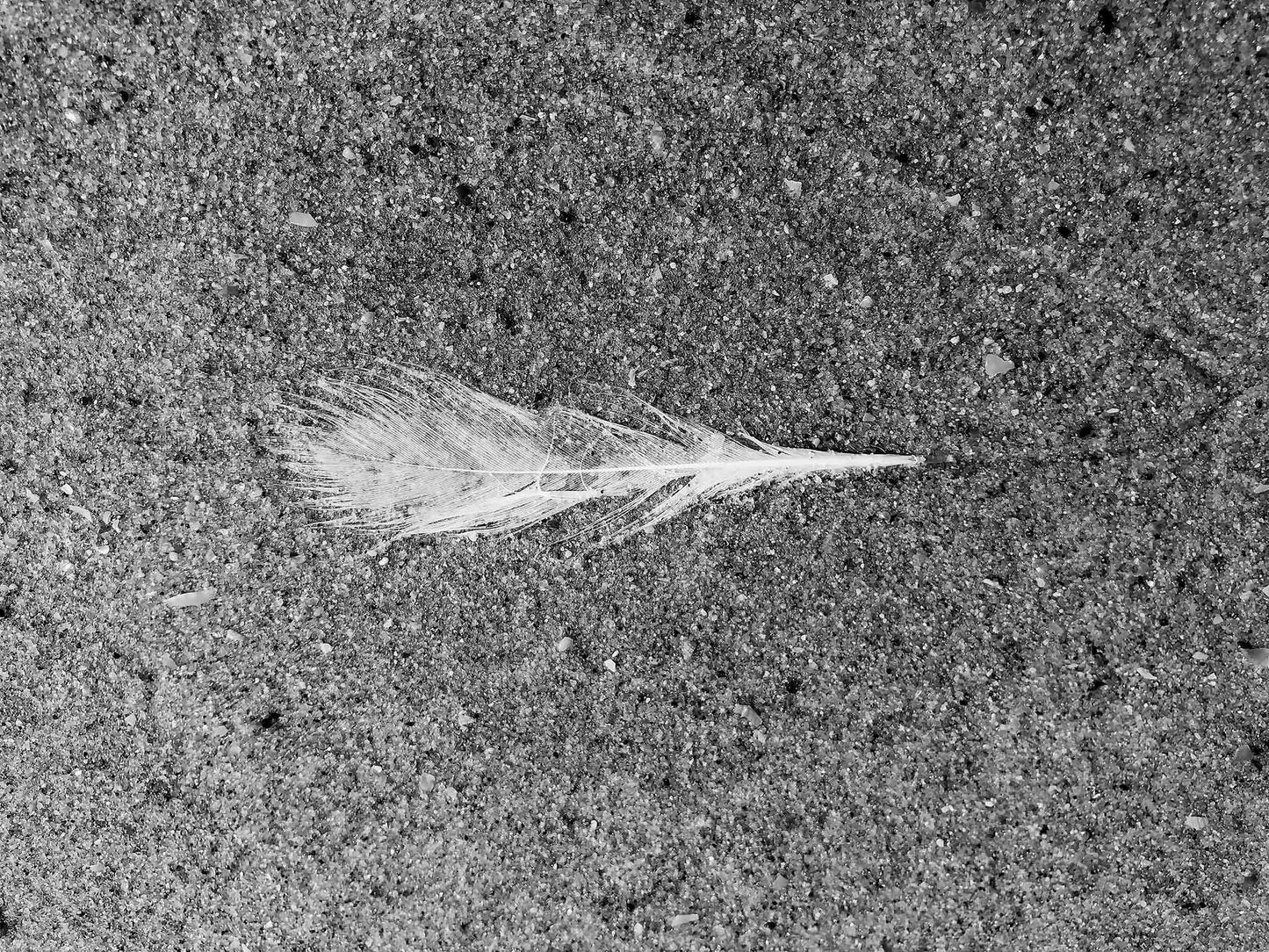 Monochrome Mix - Beach - Feather - 184019 - 90x67.5cm, A single white feather lying on textured sand, captured in black and white with sharp detail and high contrast. Limited edition fine art print.