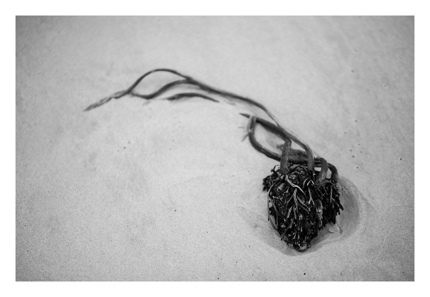 Monochrome Mix - Beach - Heart - 181462 - 104x74cm, A heart-shaped clump of seaweed resting on fine beach sand, captured in high-contrast black and white. Evocative, minimal coastal still life. Limited edition fine art print.