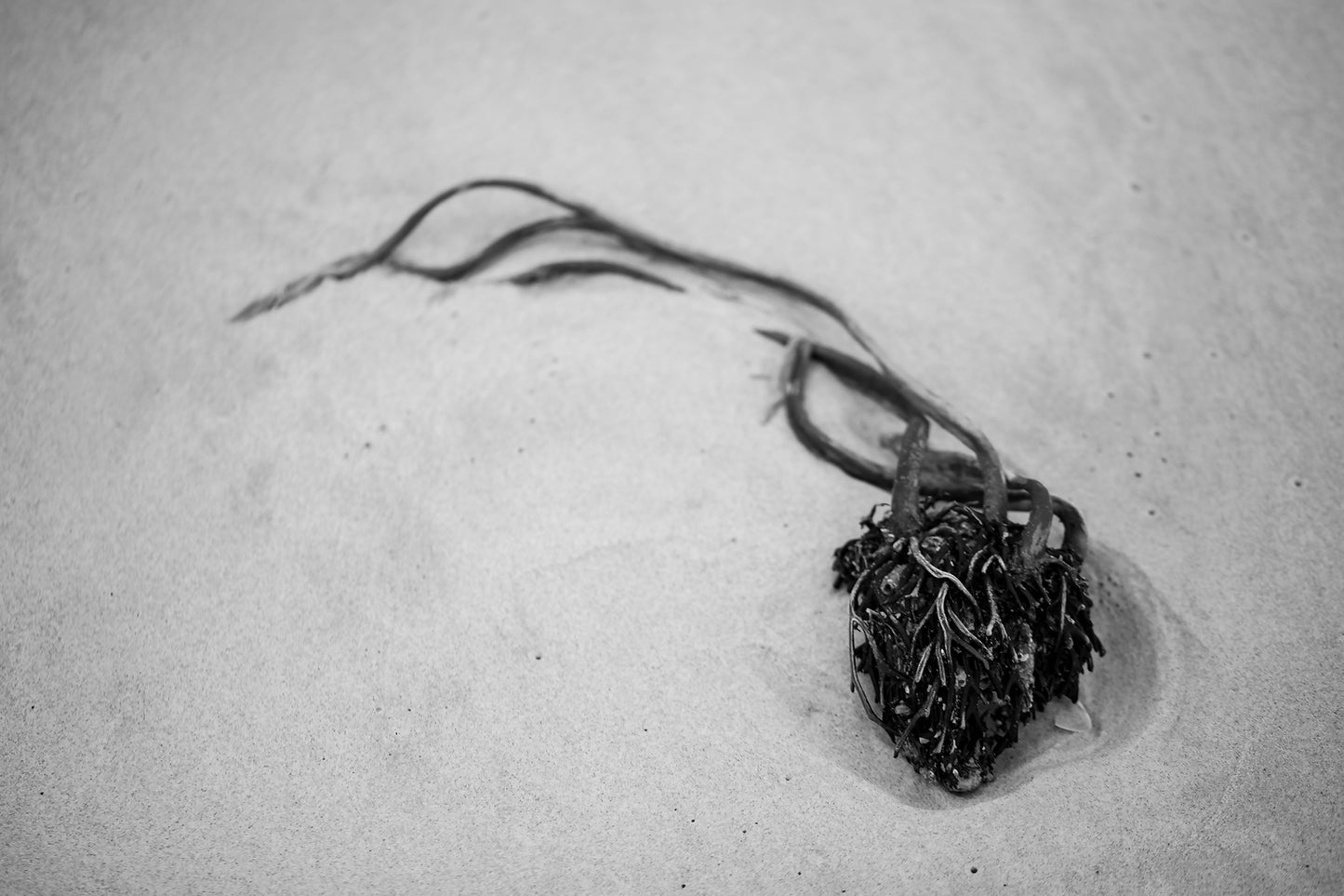 Monochrome Mix - Beach - Heart - 181462 - 90x60cm, A heart-shaped clump of seaweed resting on fine beach sand, captured in high-contrast black and white. Evocative, minimal coastal still life. Limited edition fine art print.