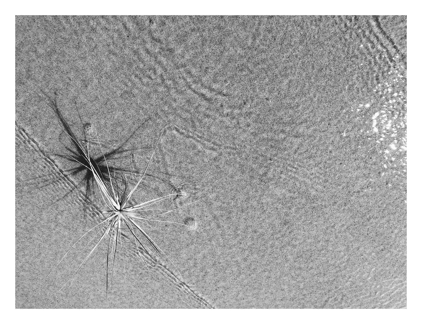 Monochrome Mix - Beach Spinifex - 184002 - 104x81.5cm, Black and white image of a delicate spinifex seed head with radiating shadows resting in rippled sand and shallow water.