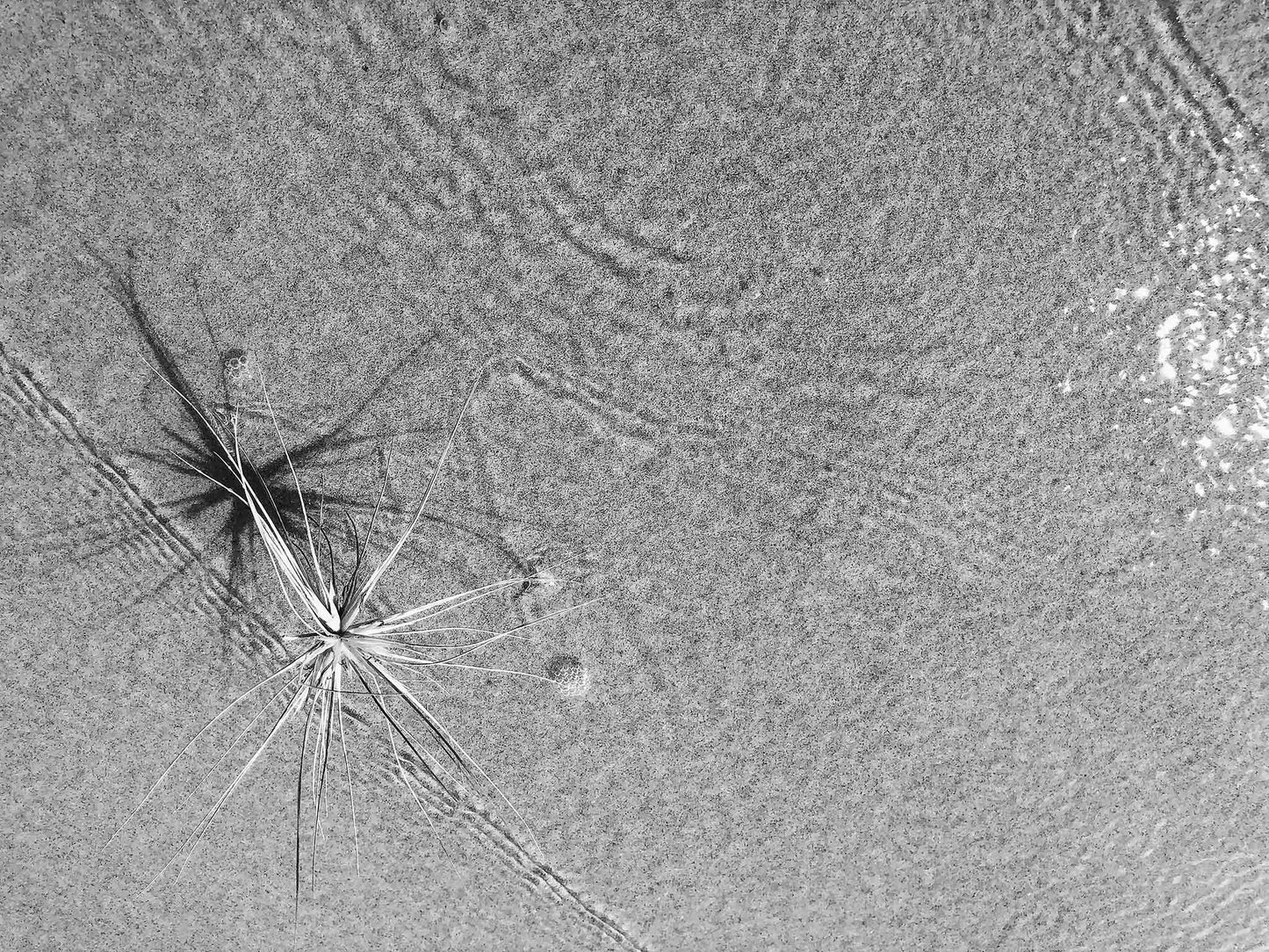 Monochrome Mix - Beach Spinifex - 184002 - 90x67.5cm, Black and white image of a delicate spinifex seed head with radiating shadows resting in rippled sand and shallow water.