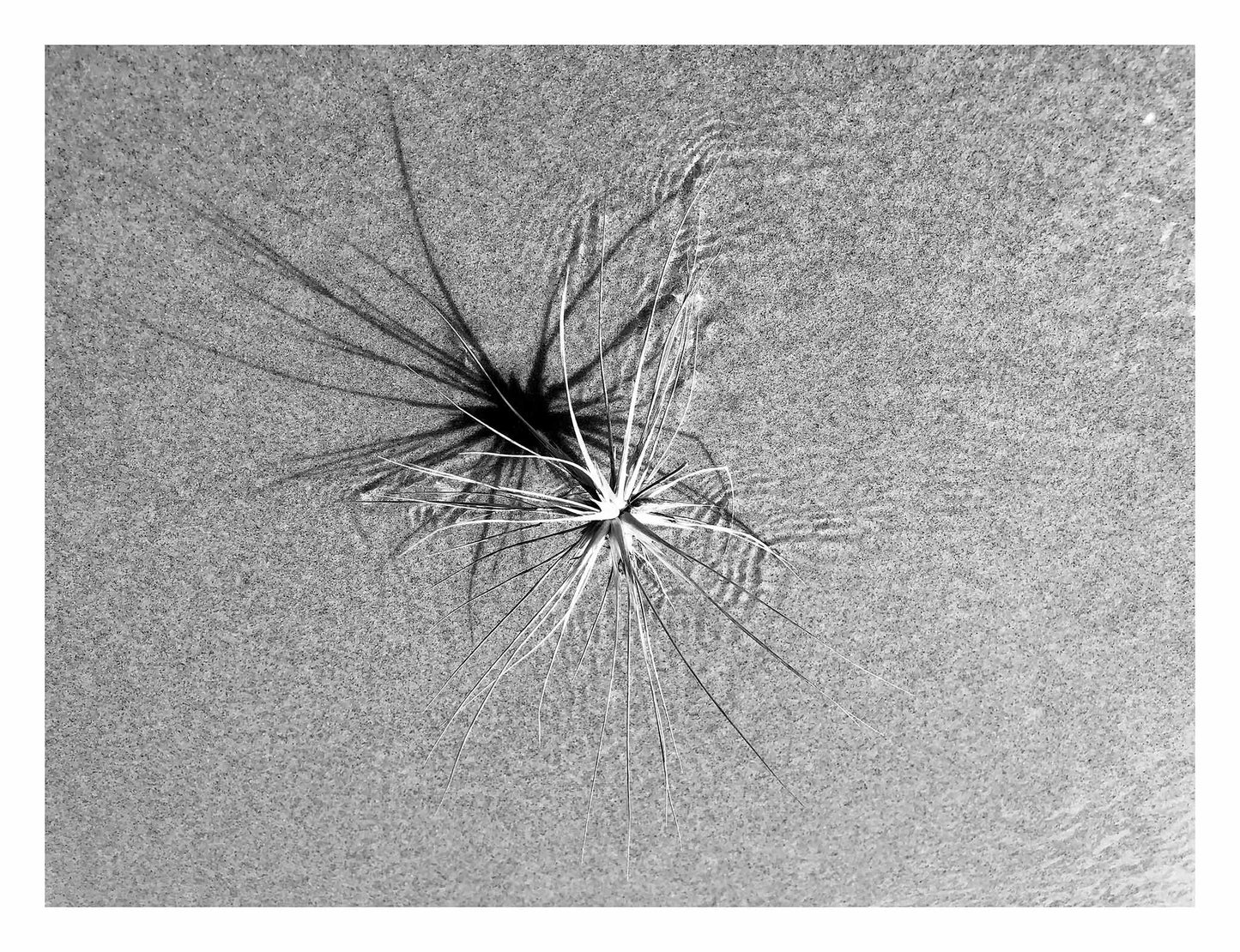Monochrome Mix - Beach - Spinifex - 184003 - 104x81.5cm, A coastal spinifex plant resting on textured sand, its long blades casting radial shadows in black and white. Minimalist natural geometry. Limited edition fine art print.