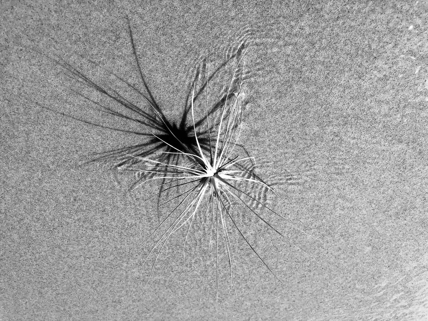 Monochrome Mix - Beach - Spinifex - 184003 - 90x67.5cm, A coastal spinifex plant resting on textured sand, its long blades casting radial shadows in black and white. Minimalist natural geometry. Limited edition fine art print.