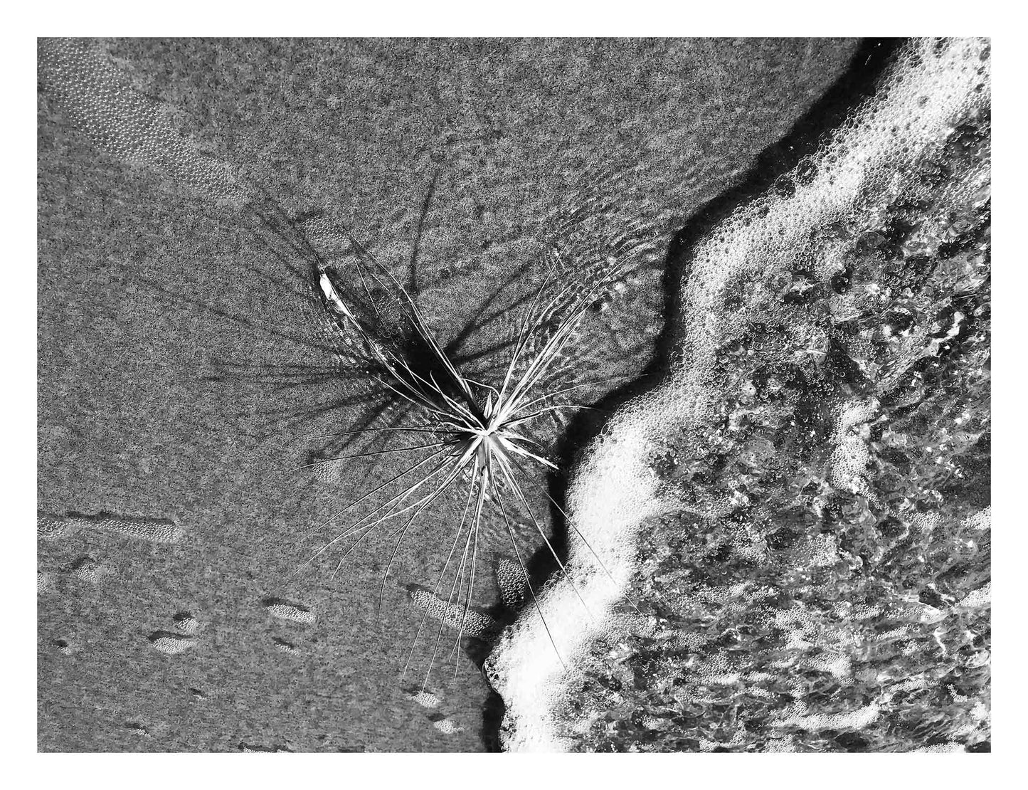 Monochrome Mix - Beach - Spinifex - 184008 - 104x81.5cm, A black and white photograph of a spinifex plant on wet sand, with ocean foam encroaching from the right. Dynamic textures meet soft shadows. Limited edition fine art print.