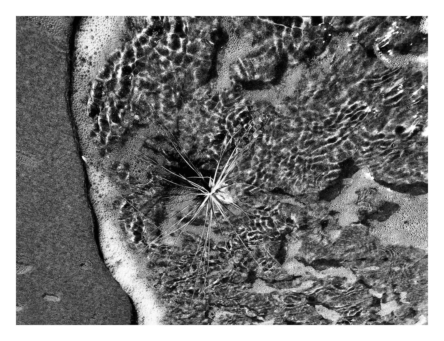 Monochrome Mix - Beach - Spinifex - 184009 - 104x81.5cm, A black and white photograph of spinifex surrounded by lapping seawater and foamy surf, with striking ripple patterns and fine detail. Limited edition fine art print.