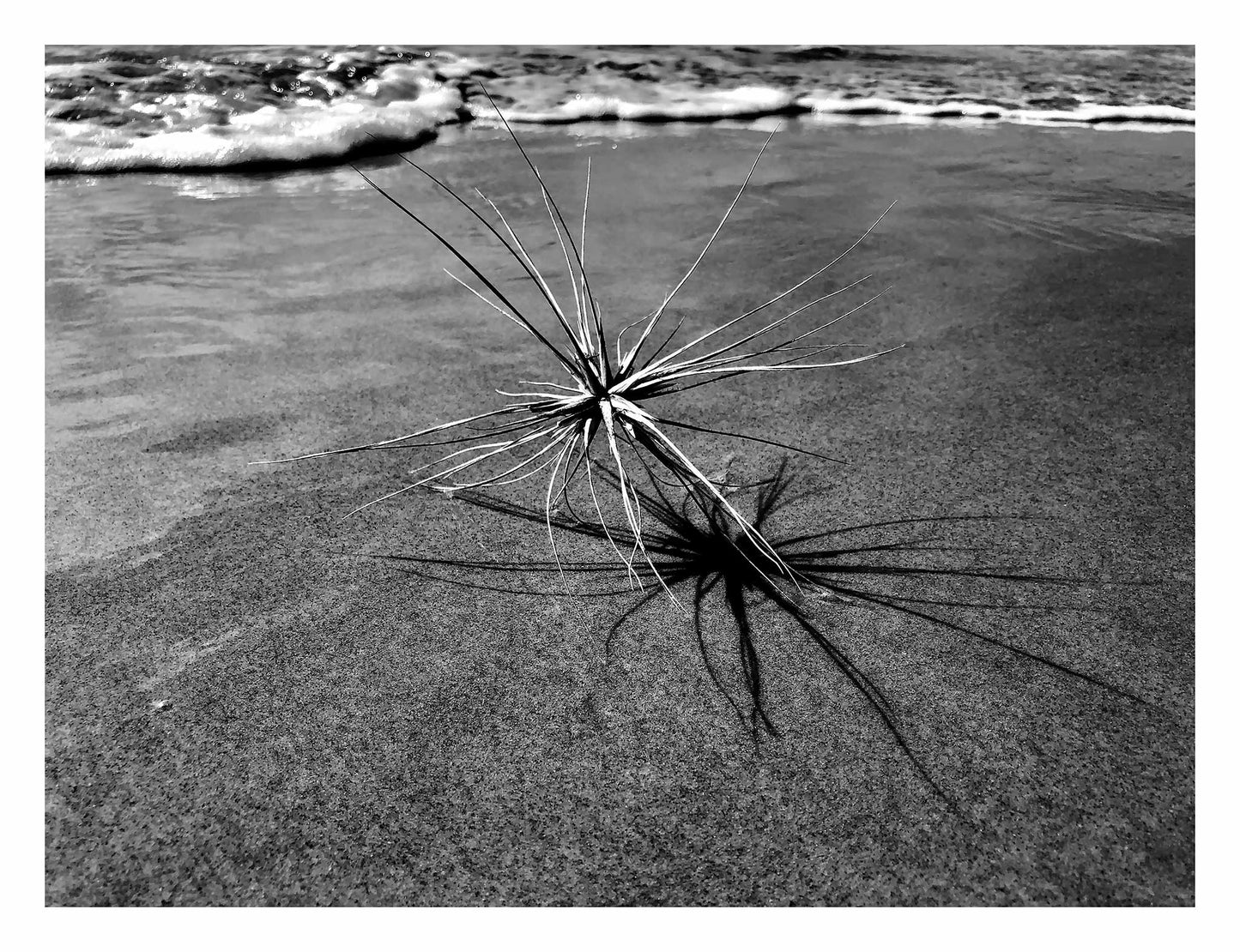 Monochrome Mix - Beach - Spinifex - 184017 - 104x81.5cm, A black and white coastal image showing a spinifex plant with its dramatic shadow stretching across the sand, with gentle waves in the background. Limited edition fine art print.