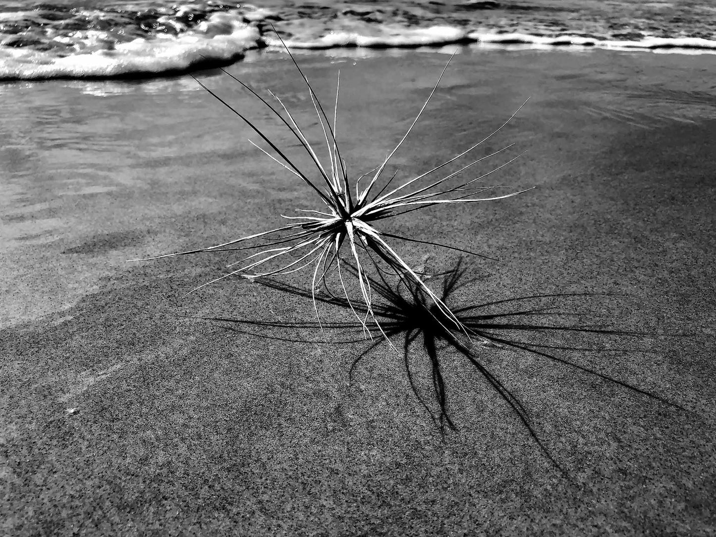 Monochrome Mix - Beach - Spinifex - 184017 - 90x67.5cm, A black and white coastal image showing a spinifex plant with its dramatic shadow stretching across the sand, with gentle waves in the background. Limited edition fine art print.