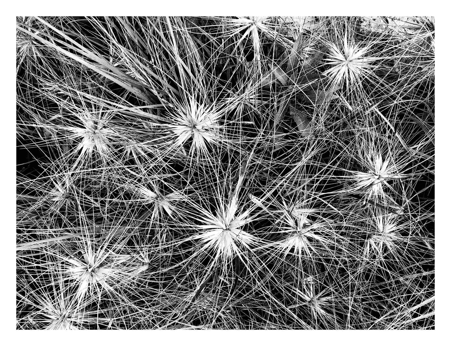 Monochrome Mix - Beach - Spinifex - 184087 - 104x81.5cm, A detailed black and white photograph of dense spinifex growth, with starburst patterns and fine intersecting lines creating a natural abstract texture. Limited edition fine art print.