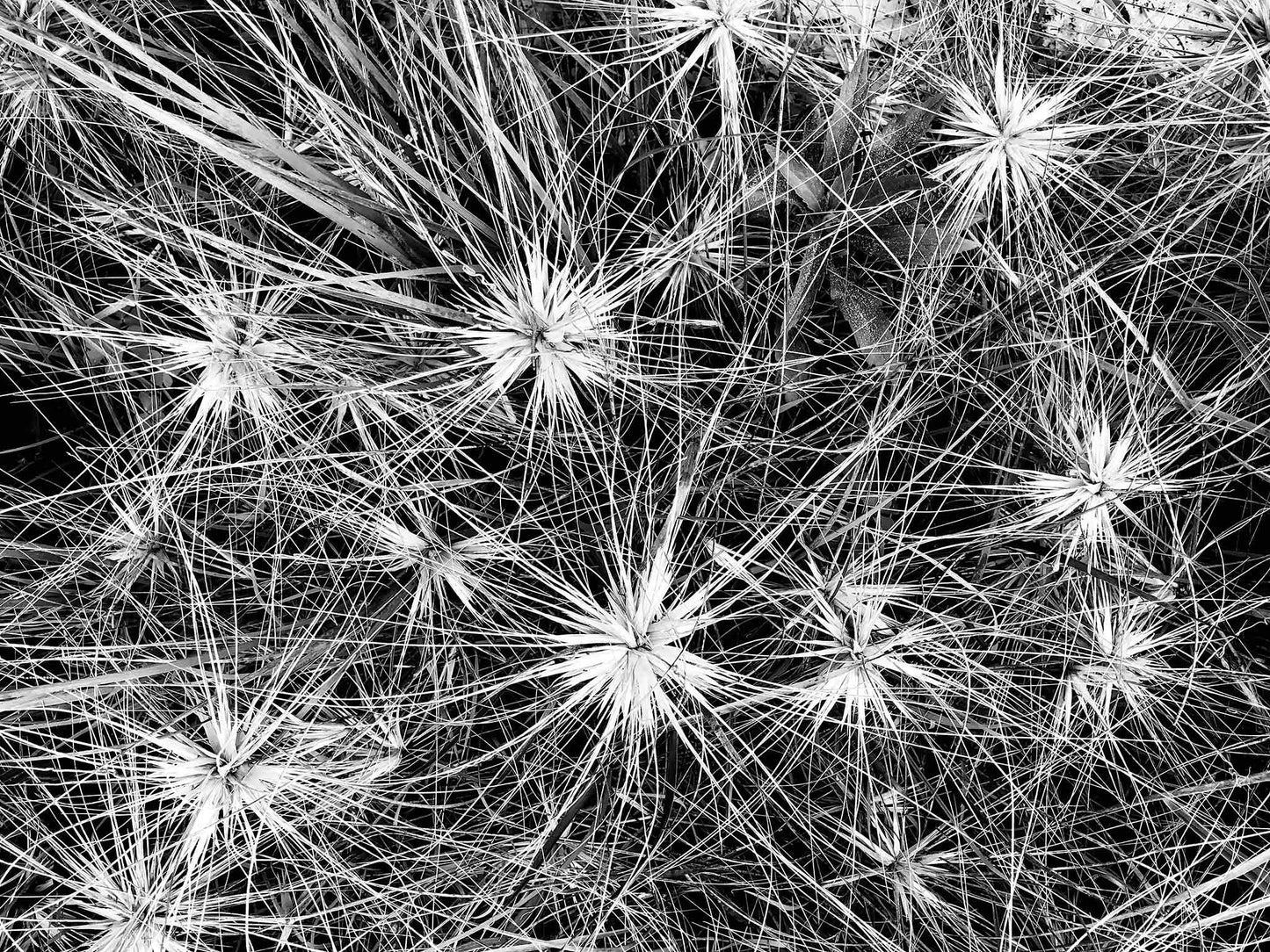 Monochrome Mix - Beach - Spinifex - 184087 - 90x67.5cm, A detailed black and white photograph of dense spinifex growth, with starburst patterns and fine intersecting lines creating a natural abstract texture. Limited edition fine art print.