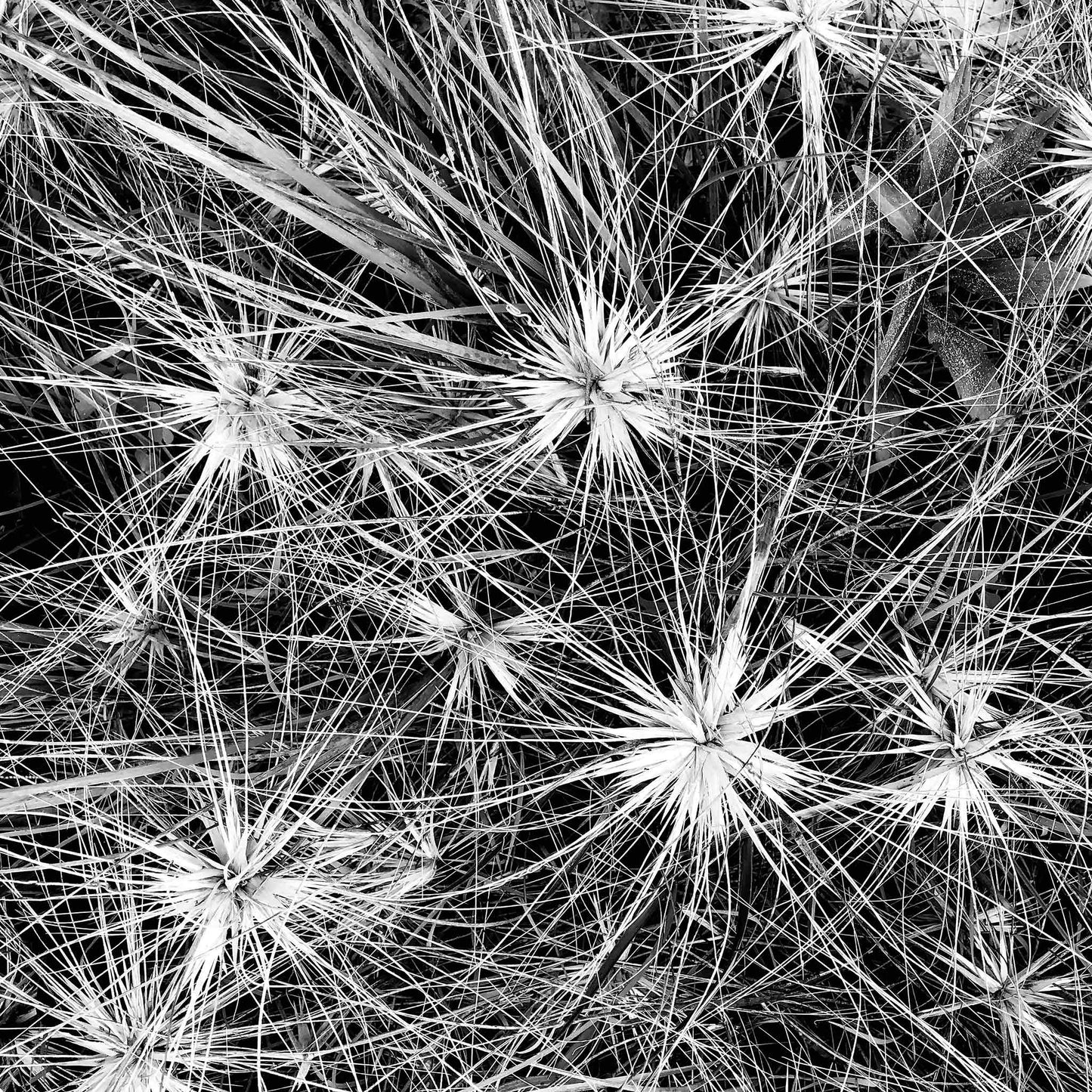 Monochrome Mix - Beach - Spinifex - 184087 - Close Detail View, A detailed black and white photograph of dense spinifex growth, with starburst patterns and fine intersecting lines creating a natural abstract texture. Limited edition fine art print.