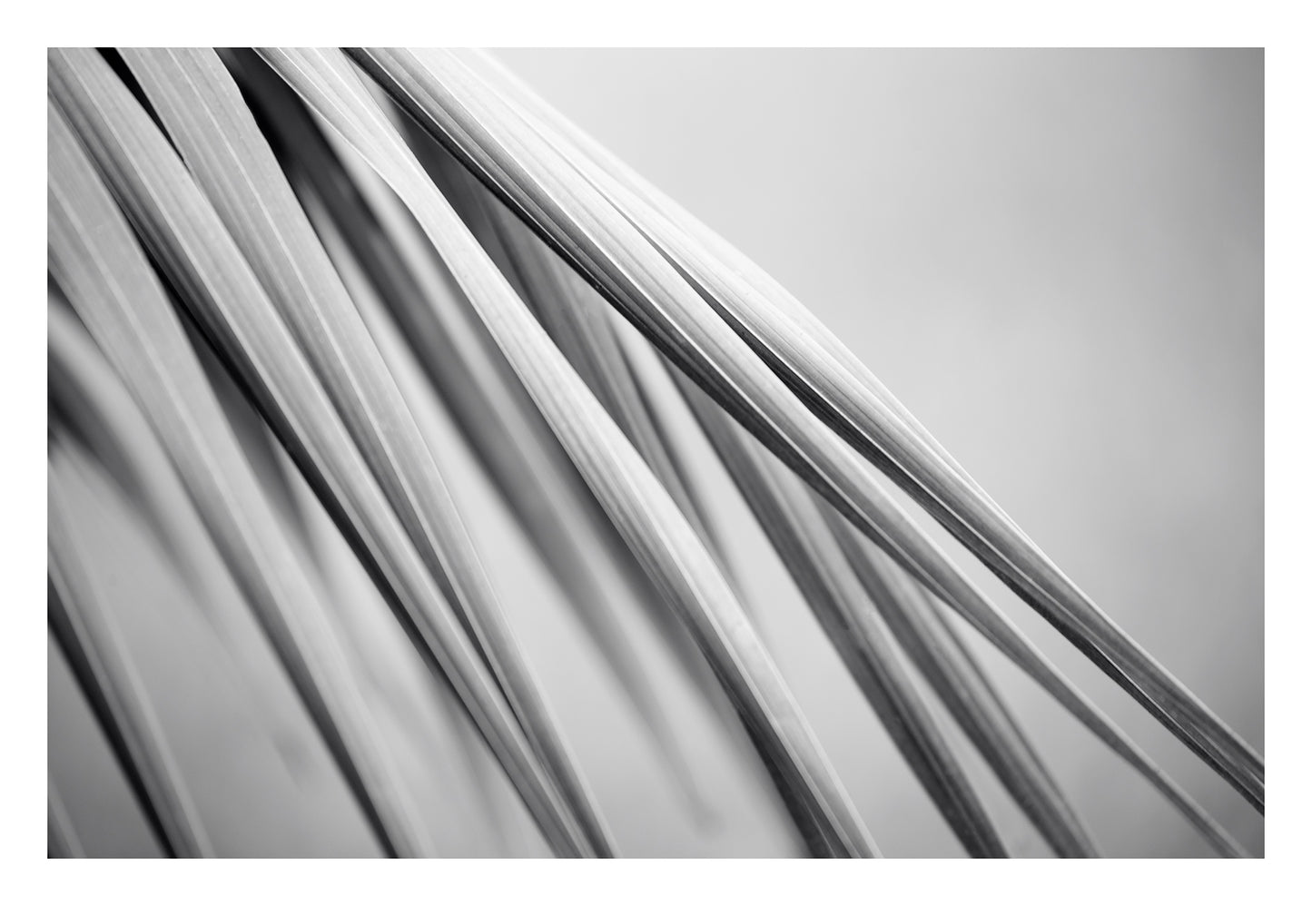 Monochrome Mix - Bucca - Swans Rd - Palm Frond - 210151 - 104x74cm, Black-and-white fine art photograph of slender palm fronds in soft diagonal composition, highlighting their smooth lines and layered textures in minimalist abstract style.