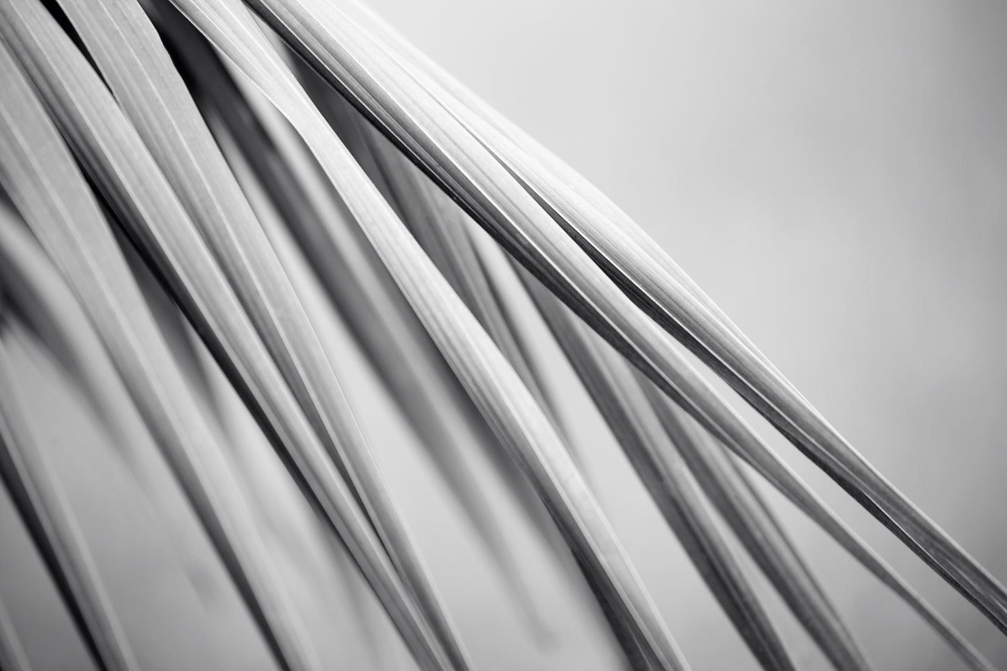 Monochrome Mix - Bucca - Swans Rd - Palm Frond - 210151 - 90x60cm, Black-and-white fine art photograph of slender palm fronds in soft diagonal composition, highlighting their smooth lines and layered textures in minimalist abstract style.