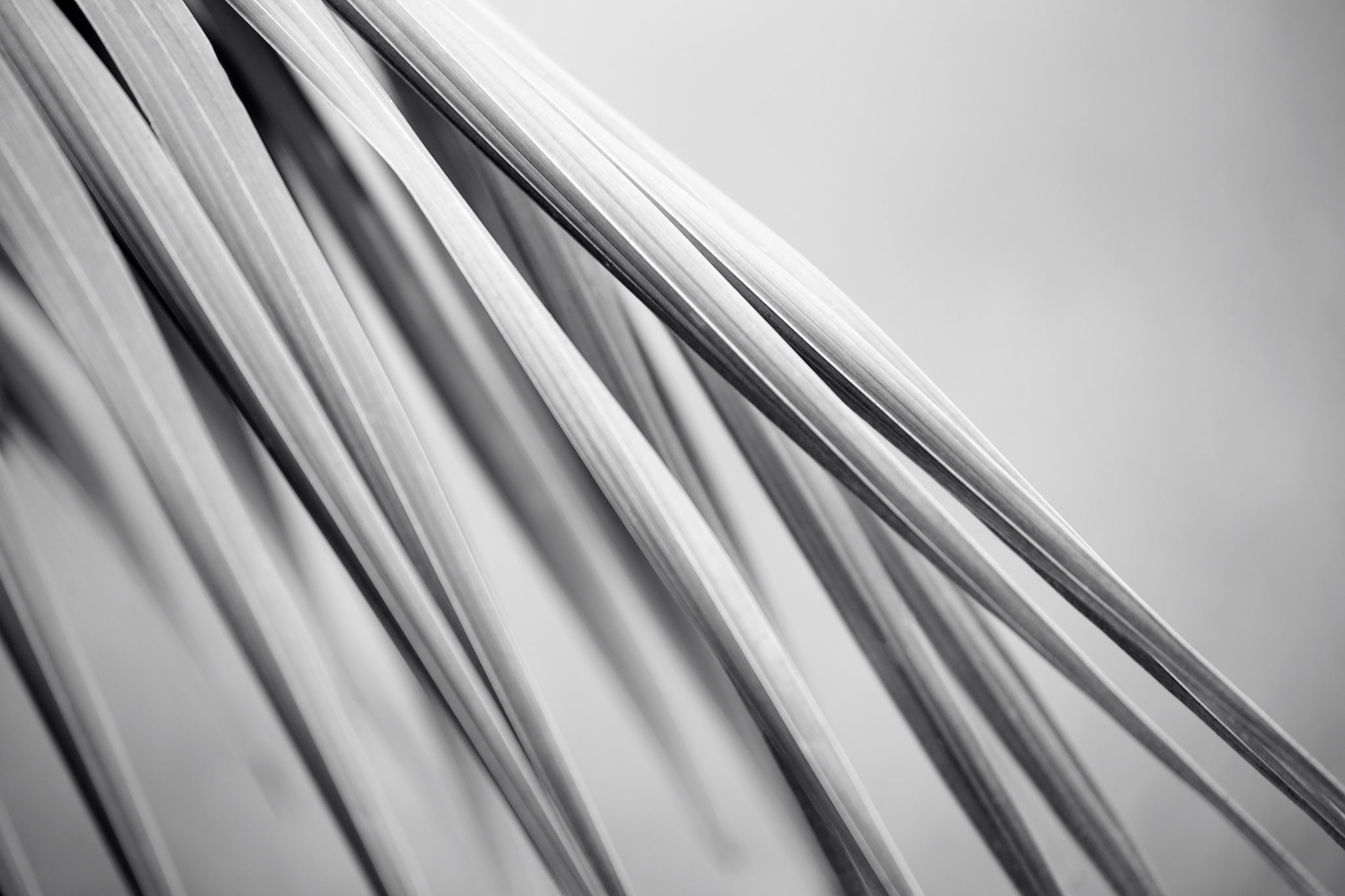 Monochrome Mix - Bucca - Swans Rd - Palm Frond - 210151 - 90x60cm, Black-and-white fine art photograph of slender palm fronds in soft diagonal composition, highlighting their smooth lines and layered textures in minimalist abstract style.