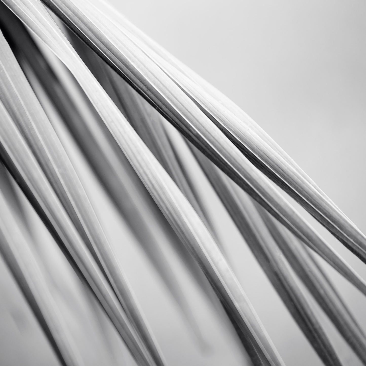 Monochrome Mix - Bucca - Swans Rd - Palm Frond - 210151 - Close Detail View, Black-and-white fine art photograph of slender palm fronds in soft diagonal composition, highlighting their smooth lines and layered textures in minimalist abstract style.