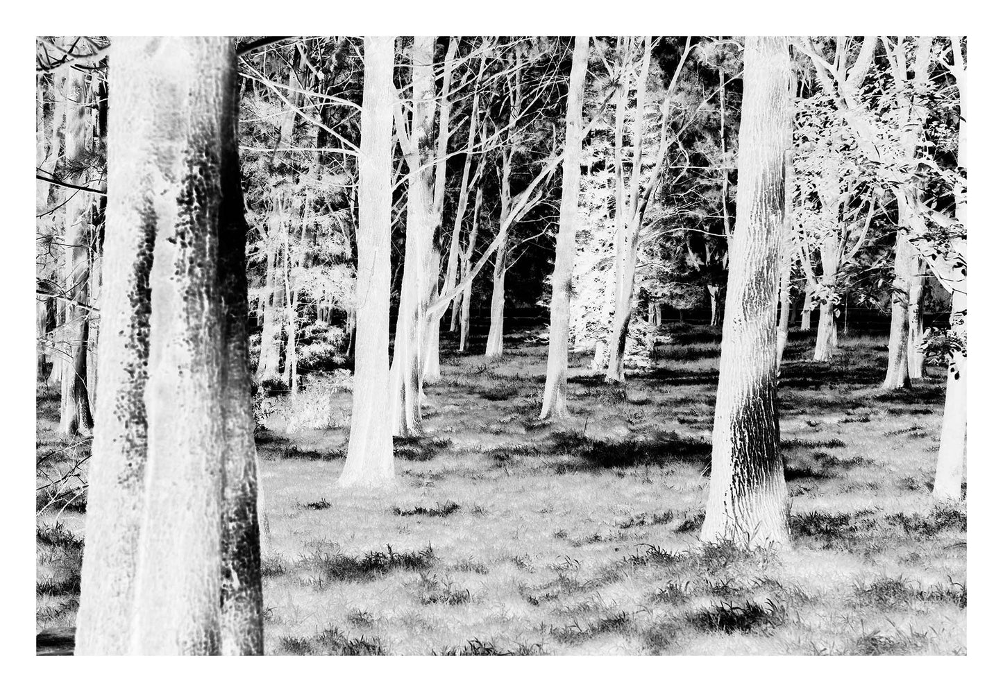 Monochrome Mix - Sydney - Centennial Park - Pine Grove - 19003v2 - 104x74cm, Black and white image of pine trees in Centennial Park, with high contrast rendering of trunks and grassy floor in dappled sunlight. Dreamlike and minimal.