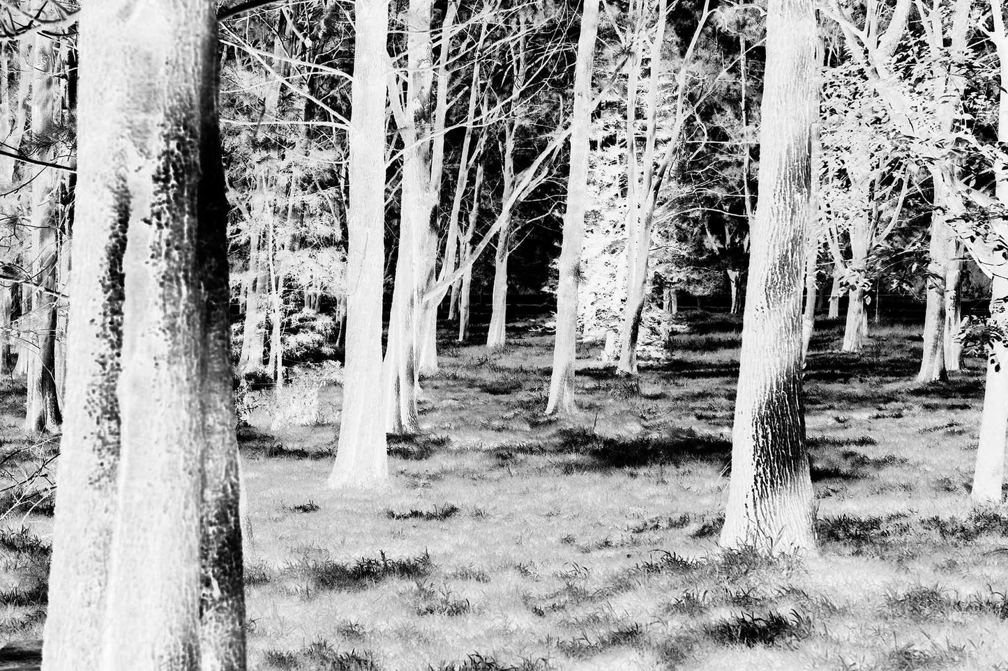 Monochrome Mix - Sydney - Centennial Park - Pine Grove - 19003v2 - 90x60cm, Black and white image of pine trees in Centennial Park, with high contrast rendering of trunks and grassy floor in dappled sunlight. Dreamlike and minimal.