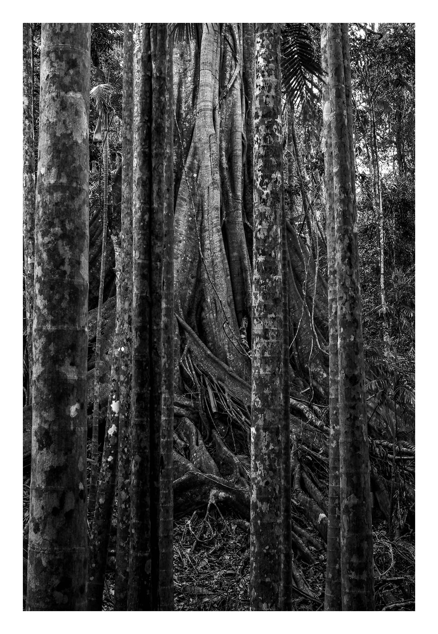 Monochrome Mix - Coffs Harbour - Bruxner Park Flora Reserve - Fig Tree - 0498v2 - 74x104cm, A dramatic black-and-white photograph of a massive fig tree trunk framed by a vertical grid of slender rainforest trees, revealing intricate bark textures and organic root patterns in a dense Australian forest.