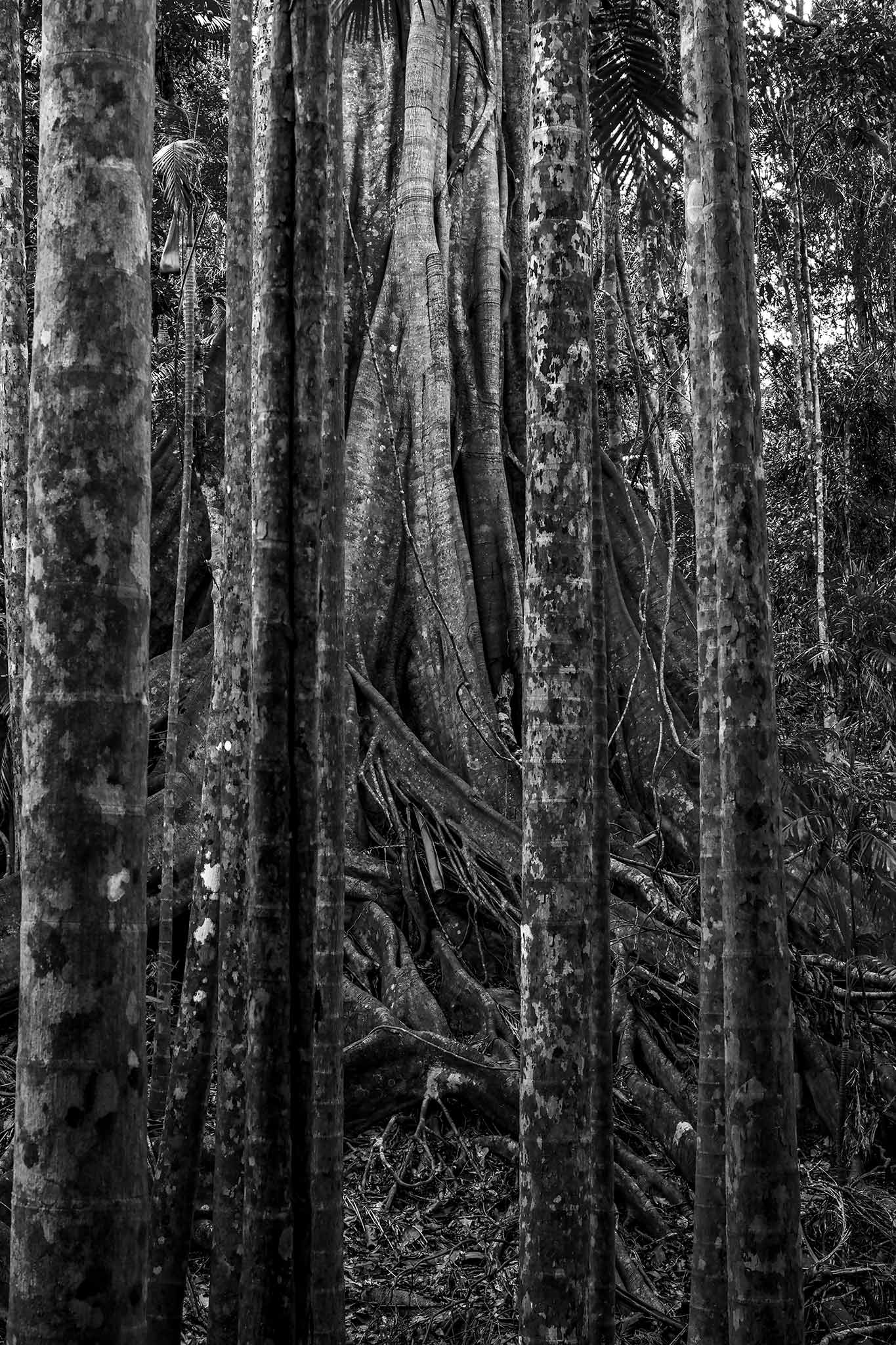 Monochrome Mix - Coffs Harbour - Bruxner Park Flora Reserve - Fig Tree - 0498v2 - 60x90cm, A dramatic black-and-white photograph of a massive fig tree trunk framed by a vertical grid of slender rainforest trees, revealing intricate bark textures and organic root patterns in a dense Australian forest.