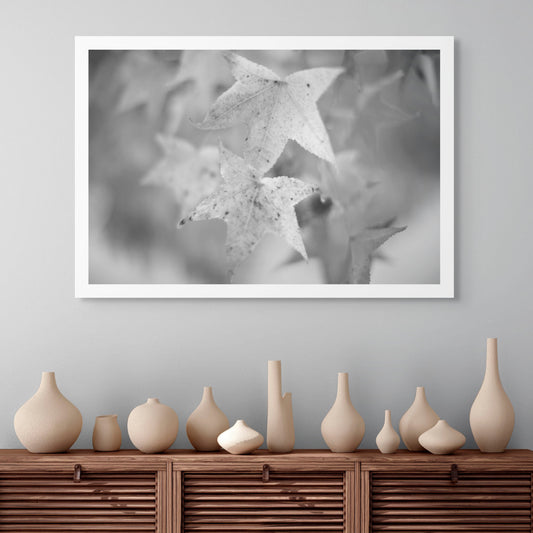 Monochrome Mix - Coffs Harbour - Bruxner Park Flora Reserve - Leaves - 141083v4 - Room View, A softly focused black-and-white photograph of star-shaped autumn leaves, their textured surfaces speckled with age, set against a blurred natural background.