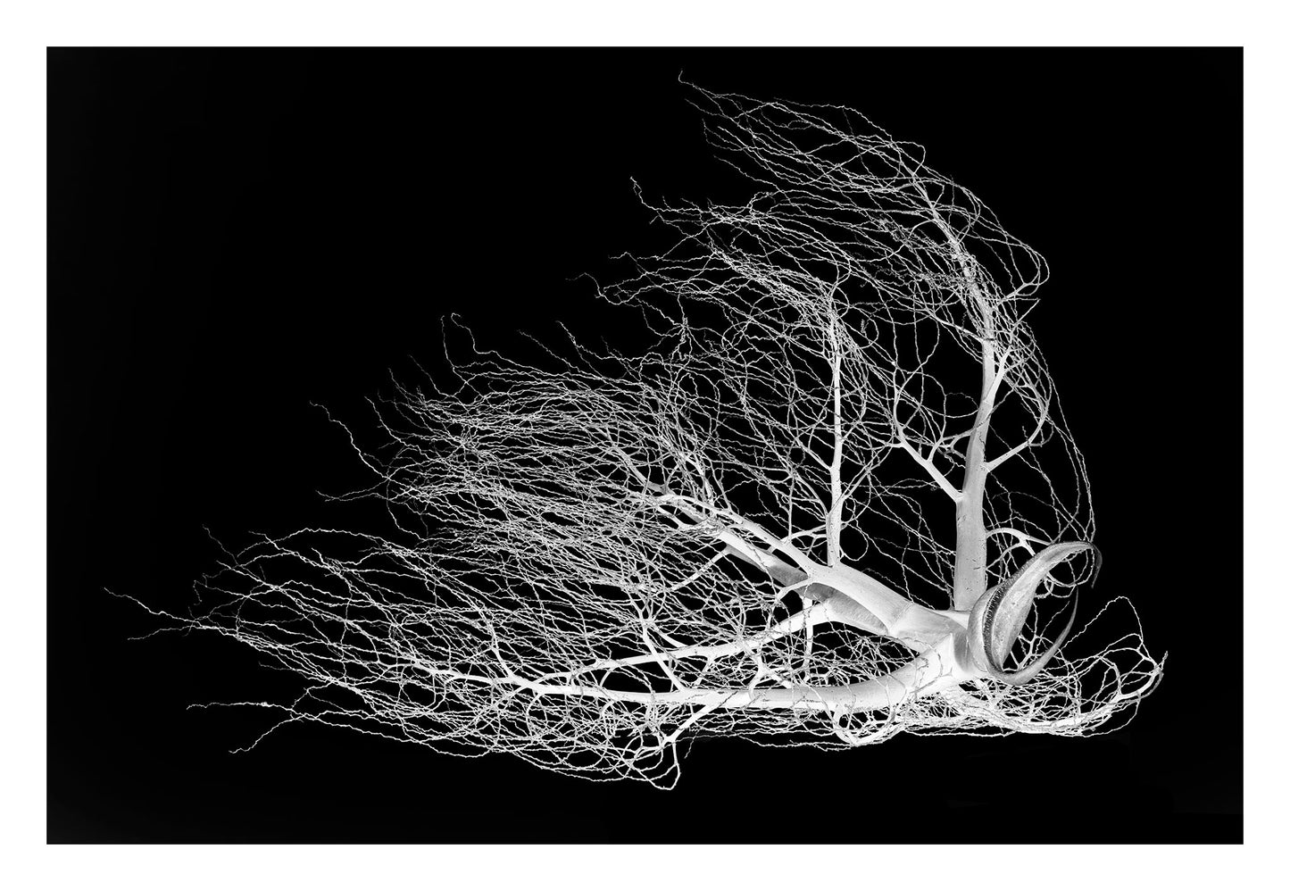 Monochrome Mix - Dried Palm Inflorescence - 18810v1 - 104x74cm, A high-contrast black-and-white photograph of a dried palm inflorescence, its delicate branching tendrils fanned out against a deep black background, resembling organic lace or coral.