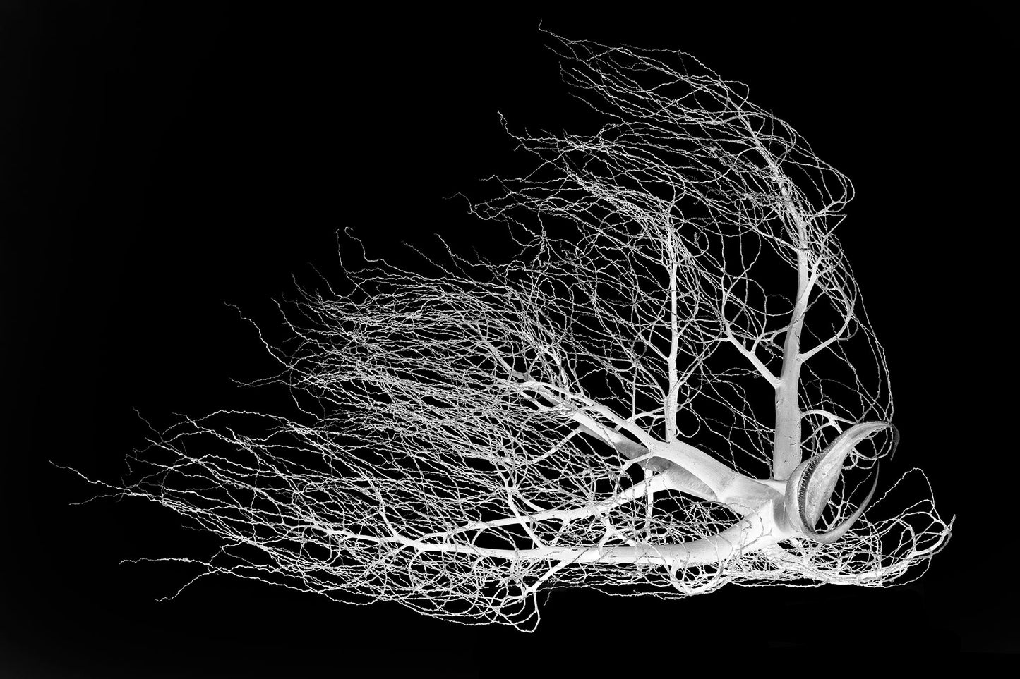 Monochrome Mix - Dried Palm Inflorescence - 18810v1 - 90x60cm, A high-contrast black-and-white photograph of a dried palm inflorescence, its delicate branching tendrils fanned out against a deep black background, resembling organic lace or coral.
