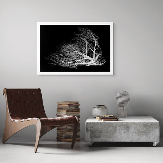 Monochrome Mix - Dried Palm Inflorescence - 18810v1 - Room View, A high-contrast black-and-white photograph of a dried palm inflorescence, its delicate branching tendrils fanned out against a deep black background, resembling organic lace or coral.