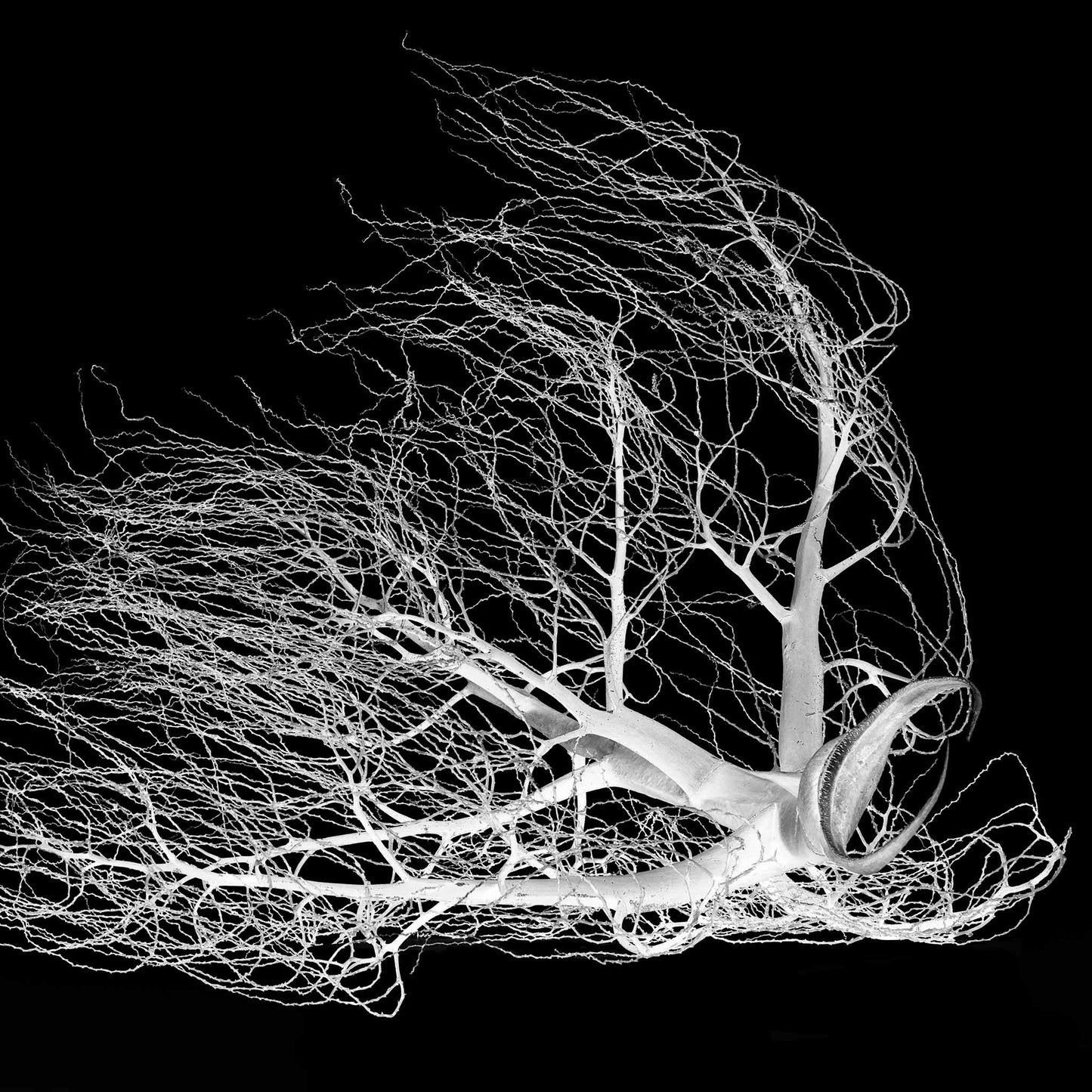 Monochrome Mix - Dried Palm Inflorescence - 18810v1 - Close Detail View, A high-contrast black-and-white photograph of a dried palm inflorescence, its delicate branching tendrils fanned out against a deep black background, resembling organic lace or coral.