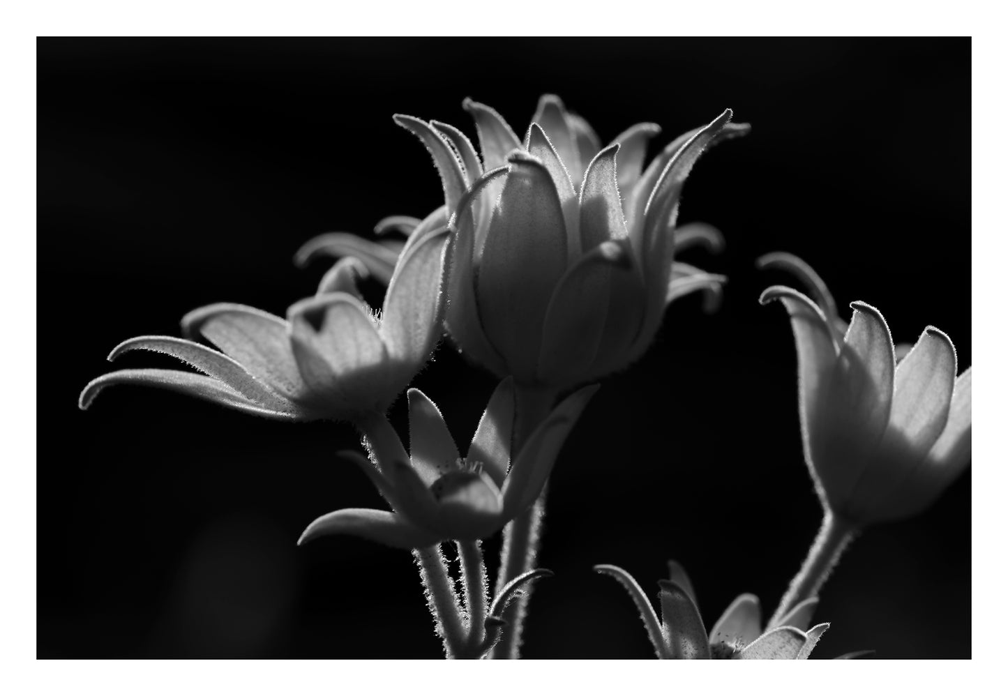 Monochrome Mix - Flannel Flowers - 259270v1 - 104x74cm, A black and white of native flannel flowers, softly backlit to highlight petal textures and fine stem details. Gentle, sculptural botanical portrait. Limited edition fine art print.