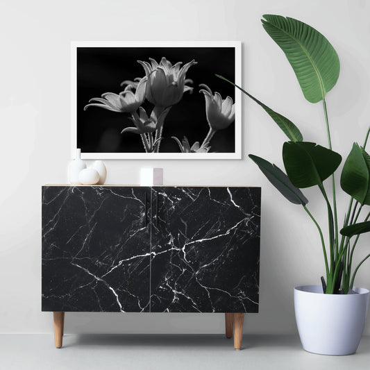 Monochrome Mix - Flannel Flowers - 259270v1 - Room View, A black and white of native flannel flowers, softly backlit to highlight petal textures and fine stem details. Gentle, sculptural botanical portrait. Limited edition fine art print.