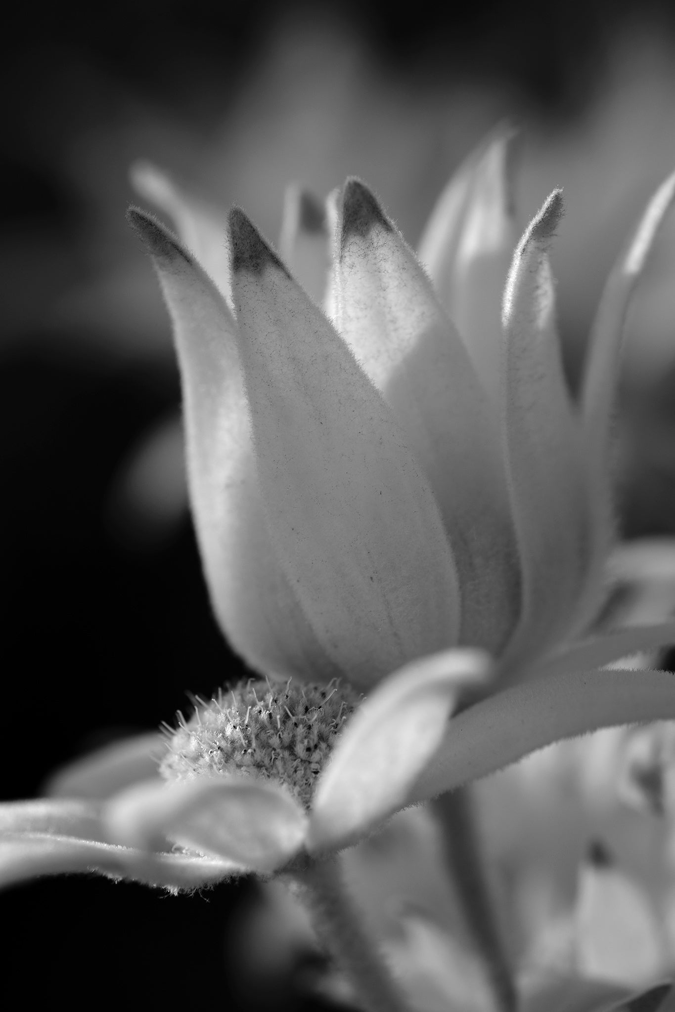 Monochrome Mix - Flannel Flowers - 259299v1 - 60x90cm, A vertical black and white photograph of a single flannel flower bloom, softly lit to highlight petal curves, velvet textures, and natural form. Limited edition fine art print.