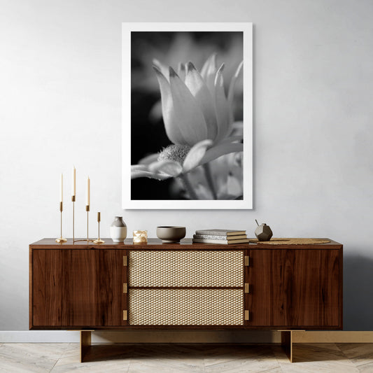 Monochrome Mix - Flannel Flowers - 259299v1 - Room View, A vertical black and white photograph of a single flannel flower bloom, softly lit to highlight petal curves, velvet textures, and natural form. Limited edition fine art print.